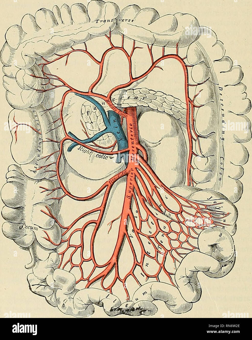Arteria Mesenterica Inferior Stockfotos und -bilder Kaufen - Alamy