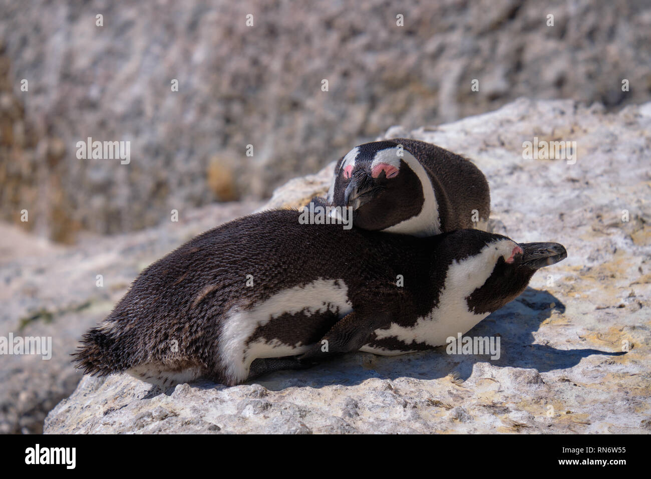 Zwei afrikanische Pinguine liegen oben auf einander auf einem Felsen. Der obere Kopf ruht auf dem Rücken der anderen Stockfoto