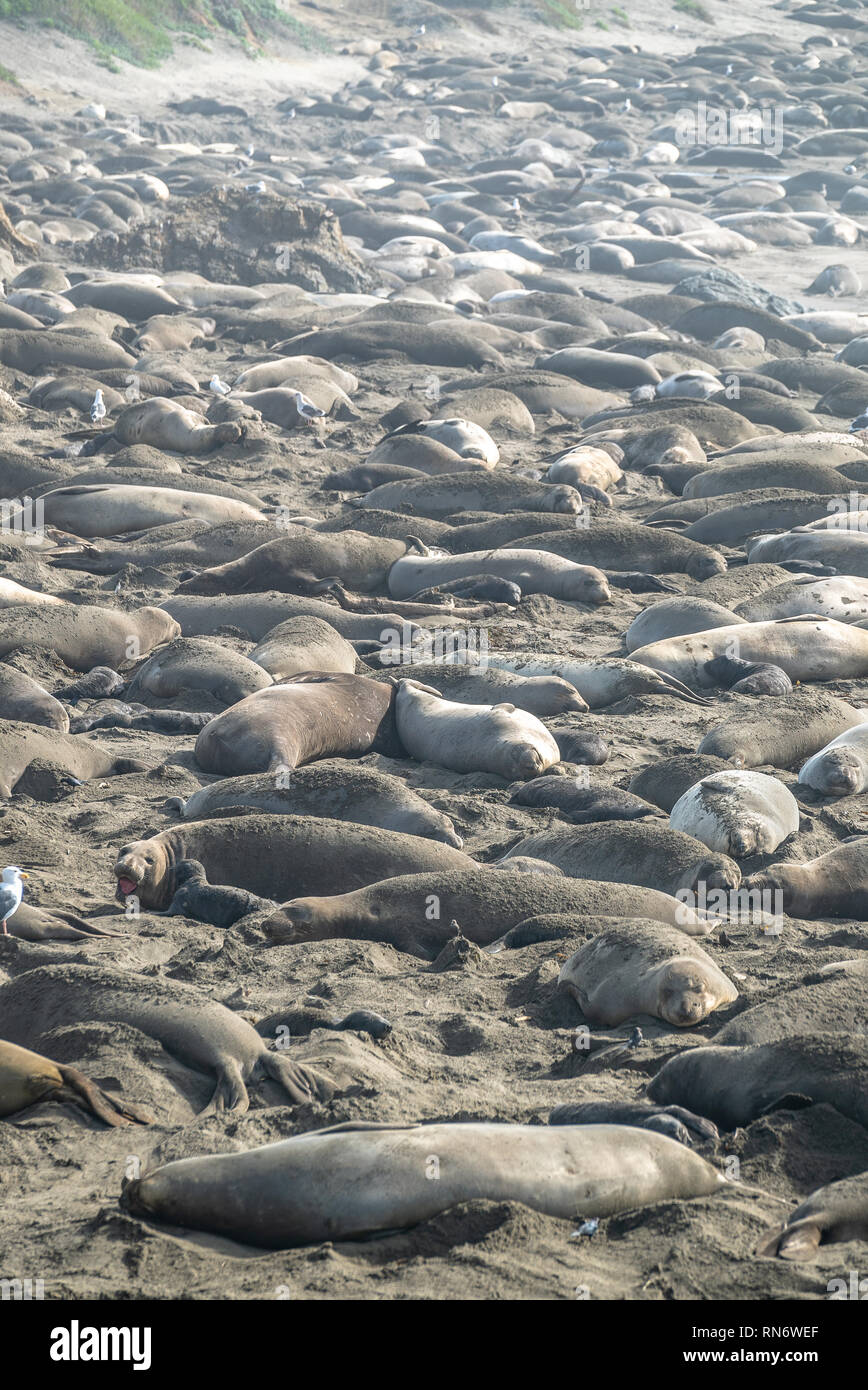 Elefant Robbekolonie auf Piedra Blancas Strand in Big Sur Kalifornien USA Pacific Seelöwen Stockfoto