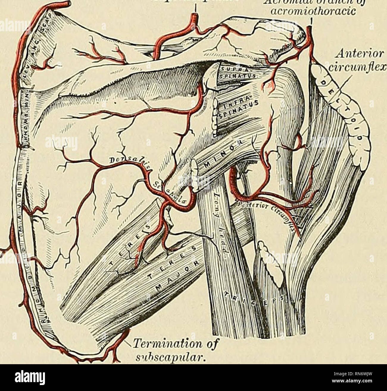 . Anatomie, beschreibende und angewendet werden. Anatomie. 630 Das GEFÄSSSYSTEM der sternalen Zweig, der über den Sternalen Ende des Schlüsselbeins Kreuze auf die Haut von den oberen Teil des Thorax; und ein supra-acromial Zweig {Ramus acromialls), das Piercing der M. trapezius, versorgt die Haut über dem Schulterdach, anastomosing Bereich mit einem Zweig der acromiothoracic Arterie. Eine kleine subscapular Zweig ist gegeben, wie die arterie verläuft über die transverse Ligament des Schulterblattes; es steigt in die Fossa, subscapular verzweigt unterhalb des Subscapular muscle und anastomosen mit der Posterioren und subscapular Stockfoto