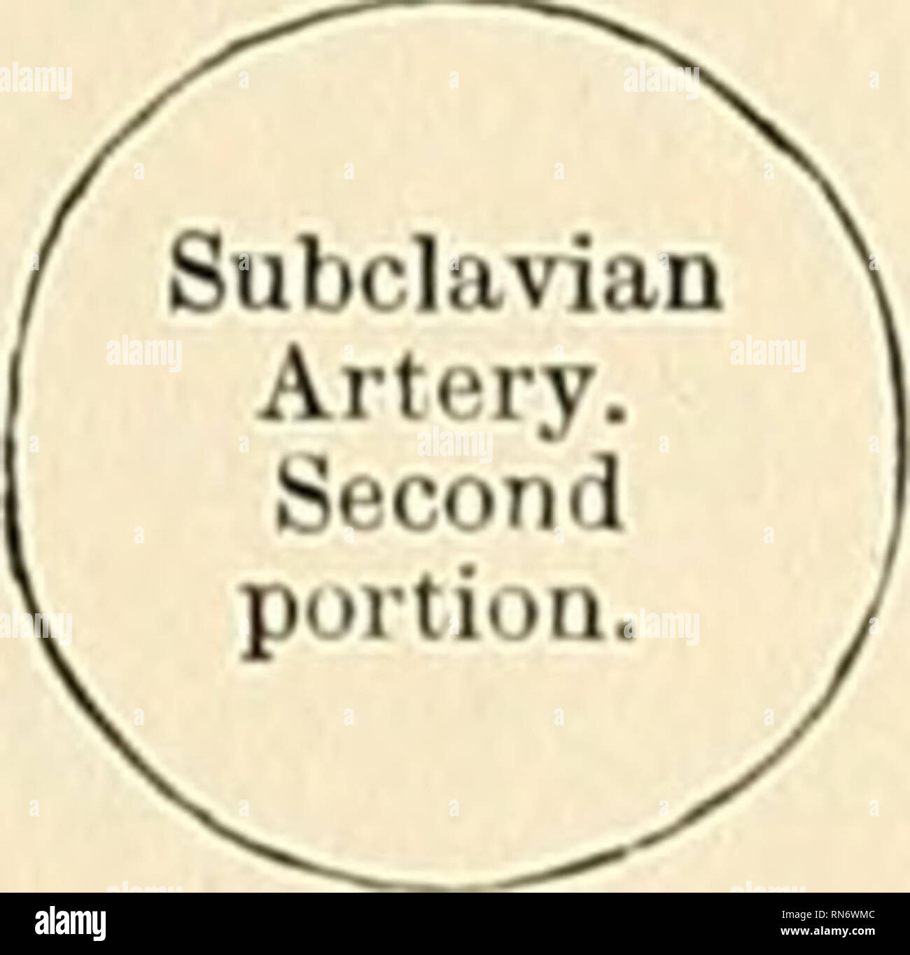 . Anatomie, beschreibende und angewendet werden. Anatomie. Ältere Seite. Pleura und Lunge. Luftröhre. (Ösophagus. Ductus thoracicus. Wiederkehrende Laryngeal Nerv verlassen. 3 chind. (Speiseröhre und des Ductus thoracicus. Minderwertige zervikalen Ganglion des sympathischen. Longus Colli. Zweiten und Dritten Teil der A. subclavia (Abbn. 432 und 456). - Der zweite Teil der A. subclavia liegt hinter dem Scalenus anticus Muskel; es ist sehr kurz, und bildet den höchsten Teil des Bogens durch das Schiff beschrieben. Beziehungen.-Es abgedeckt ist, vorne, durch die Haut, oberflächlichen Faszie, Platysma, tiefen zervikalen Faszien, die Sternomastoid ein Stockfoto