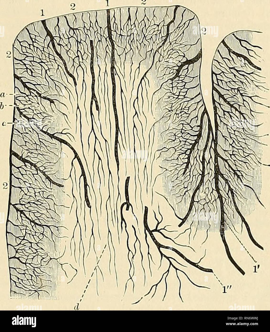 . Anatomie, beschreibende und angewendet werden. Anatomie. Die A