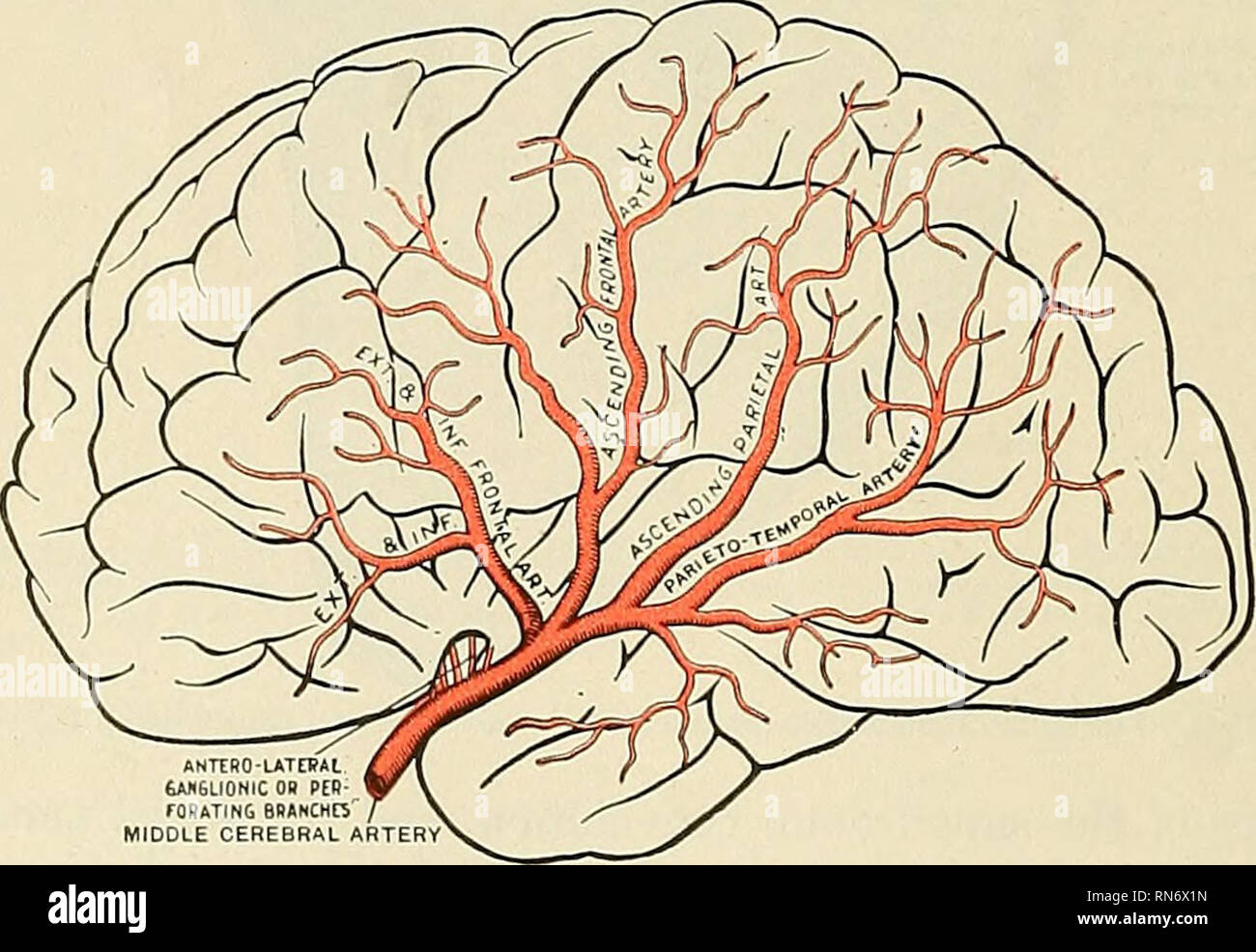 Middle cerebral artery Fotos und Bildmaterial in hoher Auflösung Alamy