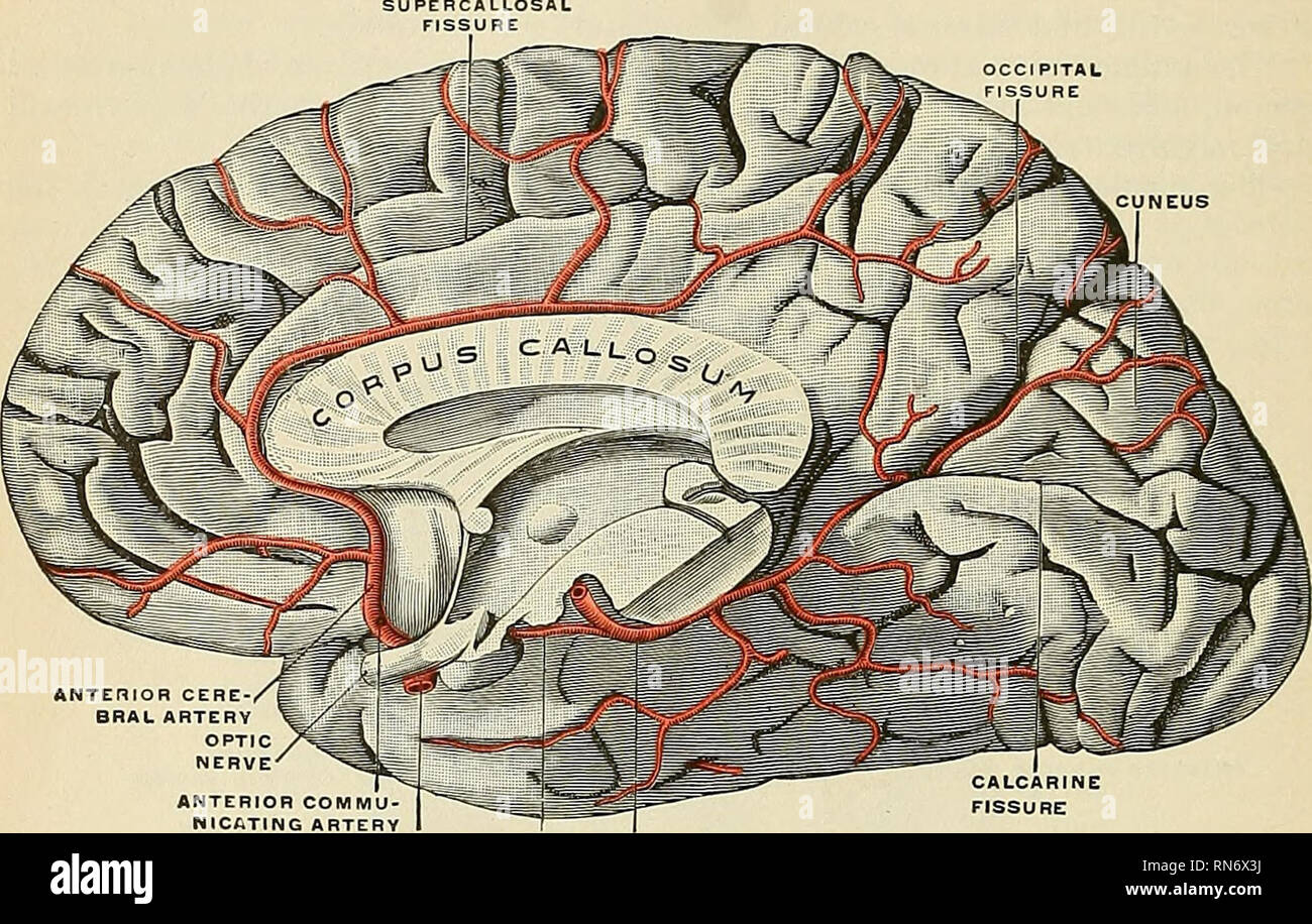 . Anatomie, beschreibende und angewendet werden. Anatomie. 616 Das GEFÄSSSYSTEM häufig länger und kleiner als üblich. Es gibt einige Der antero-median ganglionic Gruppe von Fischereifahrzeugen, die jedoch hauptsächlich von der anterioren zerebrale abgeleitet. PERCALLOSAL. Interne POSTERIOREN HINTEREN HALSSCHLAGADER KOMMUNIKATION GEHIRNARTERIE ARTERIE ARTERIE Abb. 451.- Die Arterien der medialen Oberfläche der rechten Gehirnhälfte. (Spalteholz.) Die mittlere Gehirnarterie (a. cerebri media) (Abb. 452), der größten Zweig der A. carotis, verläuft schräg nach außen entlang der sylvian Riss, und Stockfoto