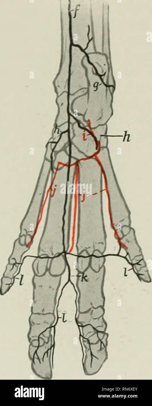 . Die Anatomie der Haustiere. Veterinär Anatomie. Abb. 609.-^ Arterien des distalen Teil des Hin-d-Glied von Schwein ; Dorsalansicht. a. Anterior tibial arterj', in Tarsus als Direktbestellung: b. Perforieren tarsal Arter&gt;': c, dorsalen Metatarsus Arterien: d, gemeinsamen digitalen Arterien: e, korrekten digitalen Arterien fort. Abb. 610.- Arterien des distalen Teils des rechten Hinterbein Glied von Schwein: Plantar "Iew. /, Saphenous Arterie, weiterhin als medial tarsal Arterie: ff, seitliche tarsal arterj':/i, medial plantar arterj', h', seitliche plantar Arter&gt;': Ich, Perforieren tarsal Arterie; J, tiefe plantar metatar Stockfoto