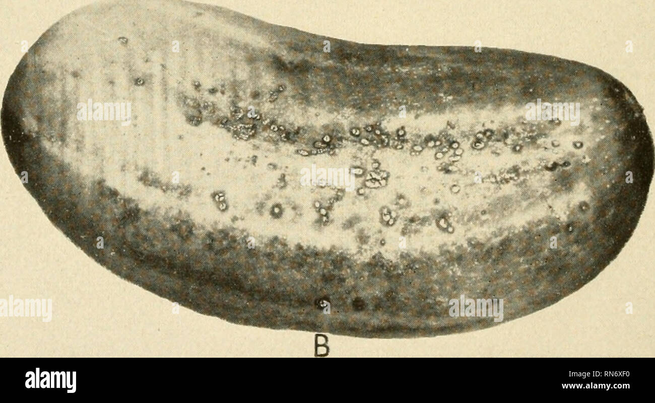 . Schrägkugellager leafspot der Gurke: Verbreitung, Überwinterung und Kontrolle. Blattflecken. Amtsblatt der landwirtschaftlichen Forschung, Vol. XV, Nr. 3. Bitte beachten Sie, dass diese Bilder sind von der gescannten Seite Bilder, die digital für die Lesbarkeit verbessert haben mögen - Färbung und Aussehen dieser Abbildungen können nicht perfekt dem Original ähneln. extrahiert. Carsner, Eubanks, b. 1891. Washington, Govt. drucken. aus. Stockfoto