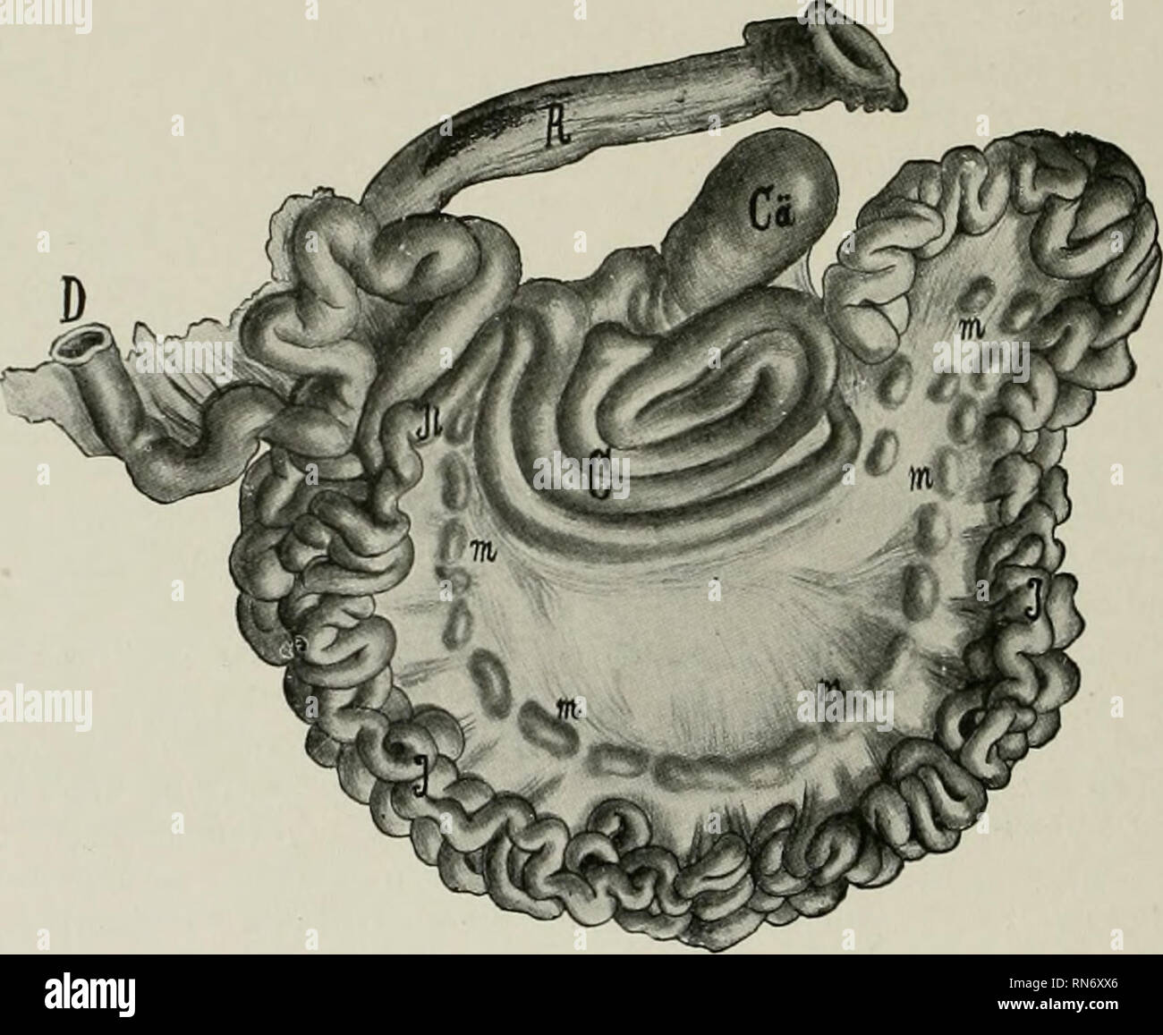 . Die Anatomie der Haustiere. Veterinär Anatomie. 732 LYMPHATISCHE SYSTEM DES OCHSEN UND SCHAFE Drüsen erhalten Schiffe aus dem ileum und Zökum und ihre Lymphknoten. Die Efferenten Gefäße klicken Sie auf die Gemeinsame intestinale Efferenten oder zu anderen Koliken Drüsen. (5) Die rektale Lymphknoten (Lgg. Rectales) entlang der dorsalen und lateralen Oberflächen Der rectmn gelegen. Sie erhalten afferenten Gefäße vom Rektum, Anus und Terminal Teil des Dickdarms. ] Iost der Efferenten Gefäße gehen Sie auf Andere Drüsen der Gruppe, aber einige Vereinen zu bilden, ein oder zwei große Stämme, die in der A. iliaca Lymphe Ende Stockfoto