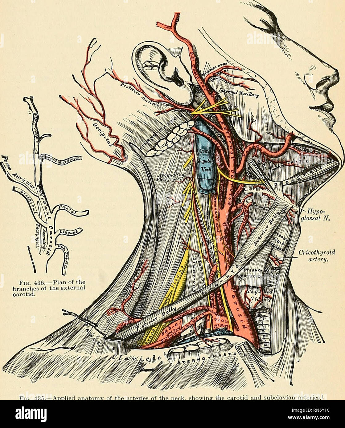 Rectus capitis Fotos und Bildmaterial in hoher Auflösung Alamy