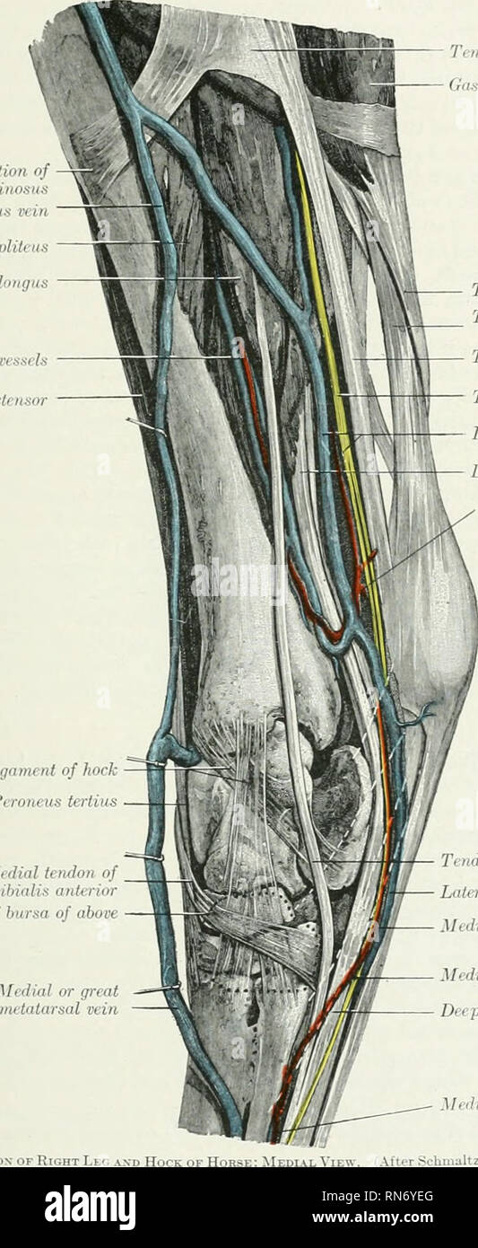 . Die Anatomie der Haustiere. Veterinär Anatomie. POSTERIOR TIBIAL ARTKUY 677 Tlio seitliche tarsal Arterie (A. tarsca lateralis) geht nach außen zwischen dem Schienbein und die Tiefe flexor der Ziffern und ist auf der Außenseite des Hock verteilt. Tibial insertion nj semilendiiuisits Saphenous Vein PnpHtcus 1^^: - Flexor dig. longu Posterior tibial Schiffe Lange extensor Abb. 583.- Dissektion. Mcdial ligament von horl Peroneus terliii.^ Medial Sehne des tibialis anitrioT Umrisse von Bursa von oben Sehne von semitendint&gt; sus (Itead iastrocnemius (medial) Sehne des Gastrocnemius Ti ndon Stockfoto