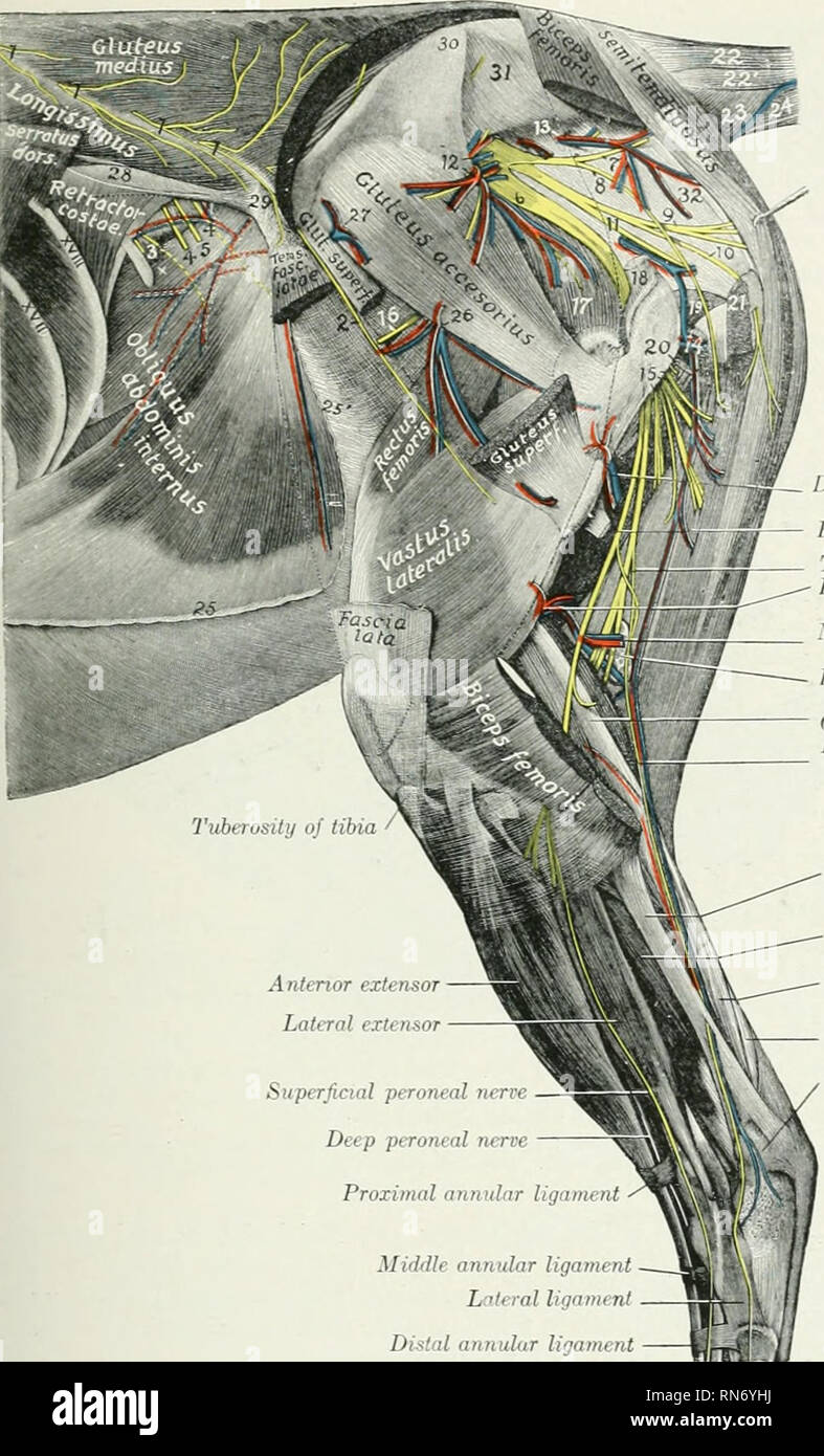 . Die Anatomie der Haustiere. Veterinär Anatomie. Der A. iliaca interna 671. Oberflächliche pfrroneal ragen Tief peronaeus Nerv proximalen ringförmige Sehne? Mi'hUr ringförmige Sehne? Seitliche Ligament. Distalen ringförmige Ligament -^l) eep femoral Schiffe - Peroiteal nerv Nervus tibialis Posterior fenu/ral Arterie K. culaneus suroe Poplitea Lymphe glatids Gastrocnemixis Wiederkehrende tarsal Schiffe Tarsal oder Zugang - sory Sehne der Biceps femoris Deep flexor von drei Gastrocnemitis Sehne oberflächliche Beugesehne Knolle calcis" rJ^Al Abb. 580.- dissektion von Becken, Hüfte und Bein des Pferdes; seitlich Vi. Stockfoto