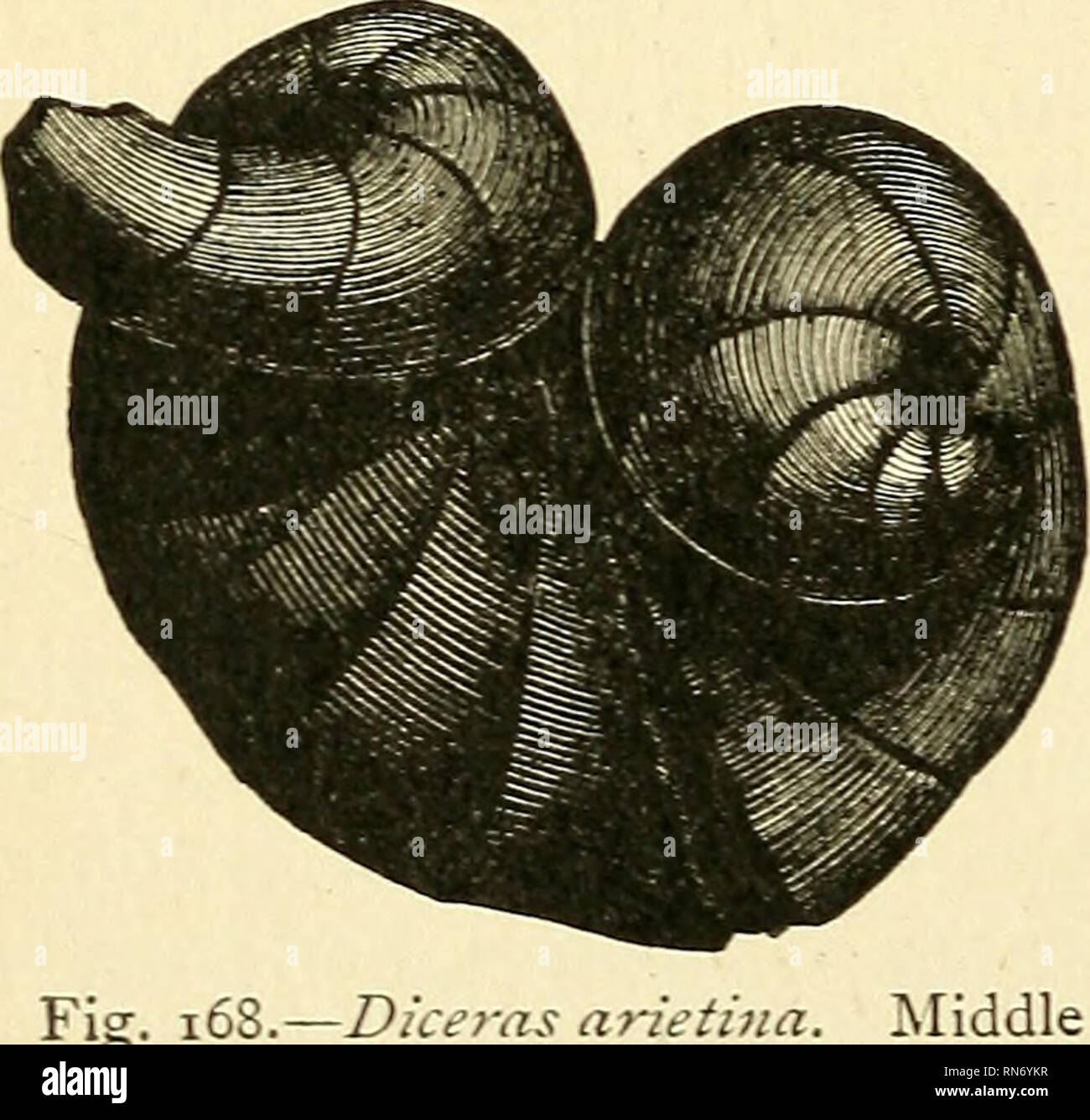 . Die alten Leben - Geschichte der Erde; einen umfassenden Überblick über die Grundsätze und die Fakten der paläontologischen Wissenschaft. Paläontologie. Abb. ib ^.- GryphcBainctova. Lias. "Reversed" - das heißt, wandte sich der Shell; Während im letzteren Austern sind, in denen das untere Ventil des Tanks ist die größte, und hat einen großen incurved Schnabel, während das obere Ventil klein ist und den Dreschkorb. Eine der charakteristischen Exogyrce ist die E, virgiila des Oxford Ton, und der gleichen Horizont auf dem Kontinent; und die GryphcEd inciirva (Abb. 167) ist ebenso ein Stockfoto