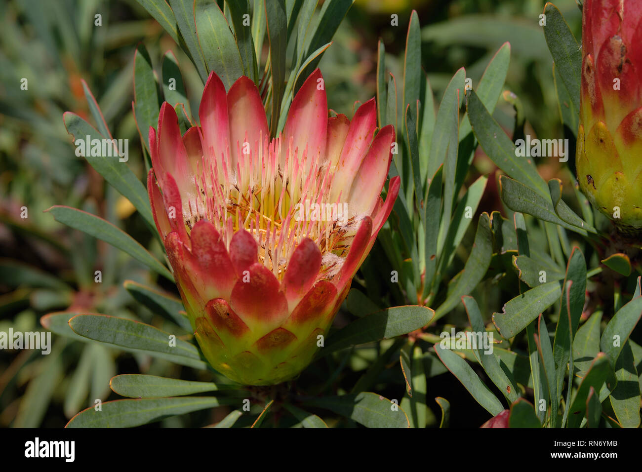 Sugarbush Blume (Protea repens) gegen Hintergrund Auf seiner eigenen Bush Blätter Stockfoto