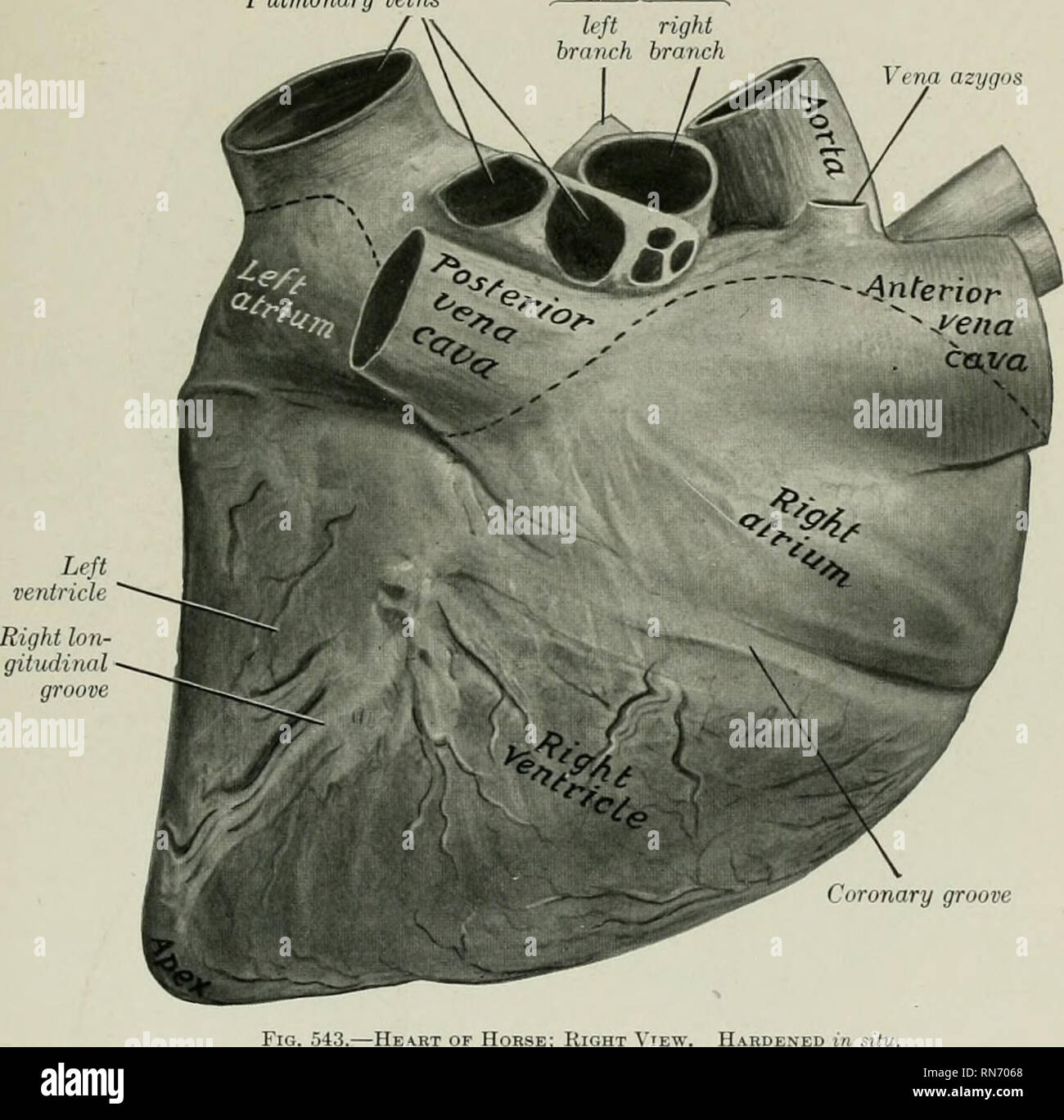 Die Anatomie Der Haustiere Veterinar Anatomie Das Herz 619 Die Herzkranzgefasse Nut Sulcus Coronarius Zeigt Die Aufteilung Zwischen Den Vorhofen Und Den Herzkammern Es Fast Vollstandig Umschliesst Das Herz Aber Ist
