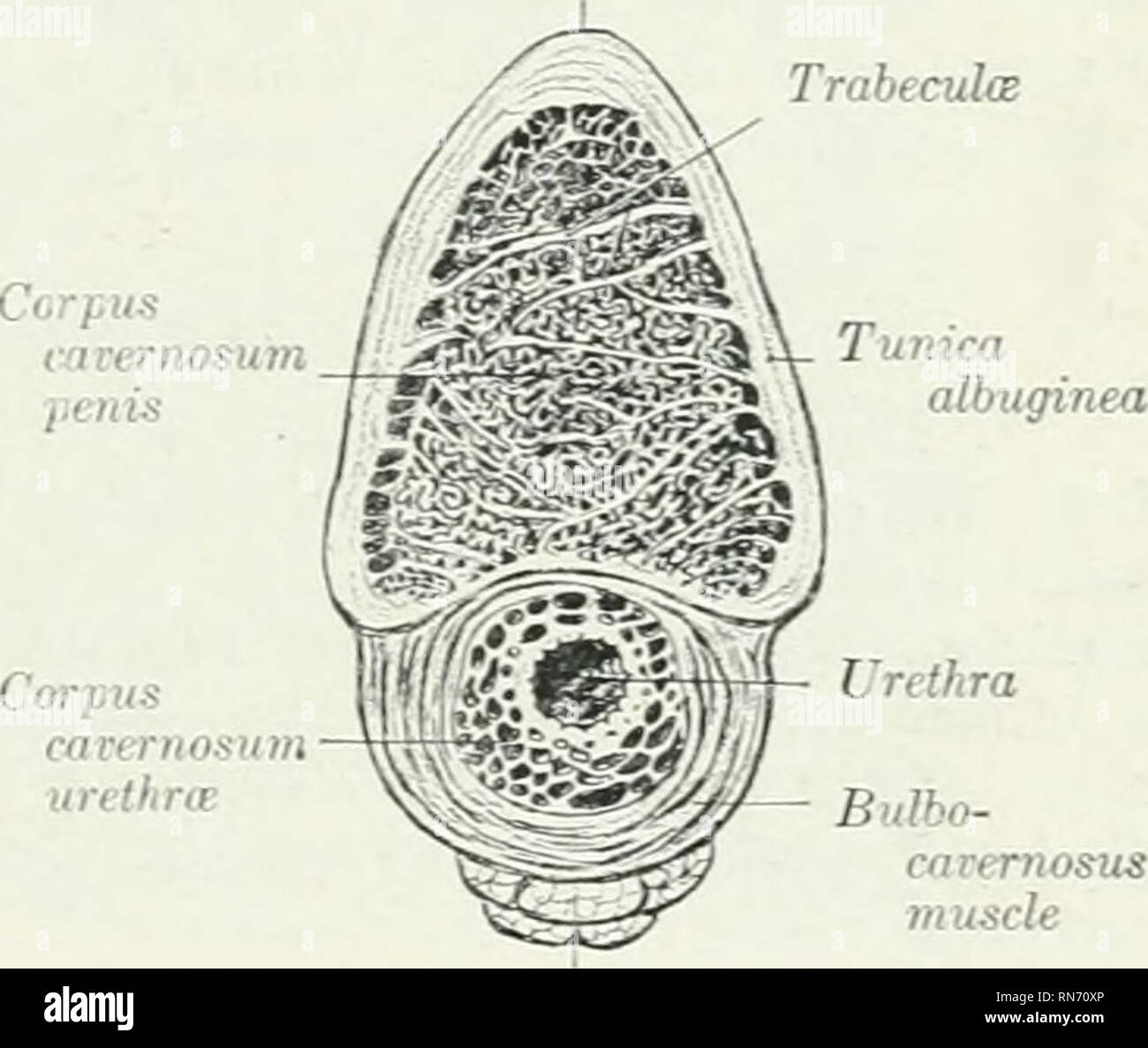 Penis talg Talgdrüsen Am