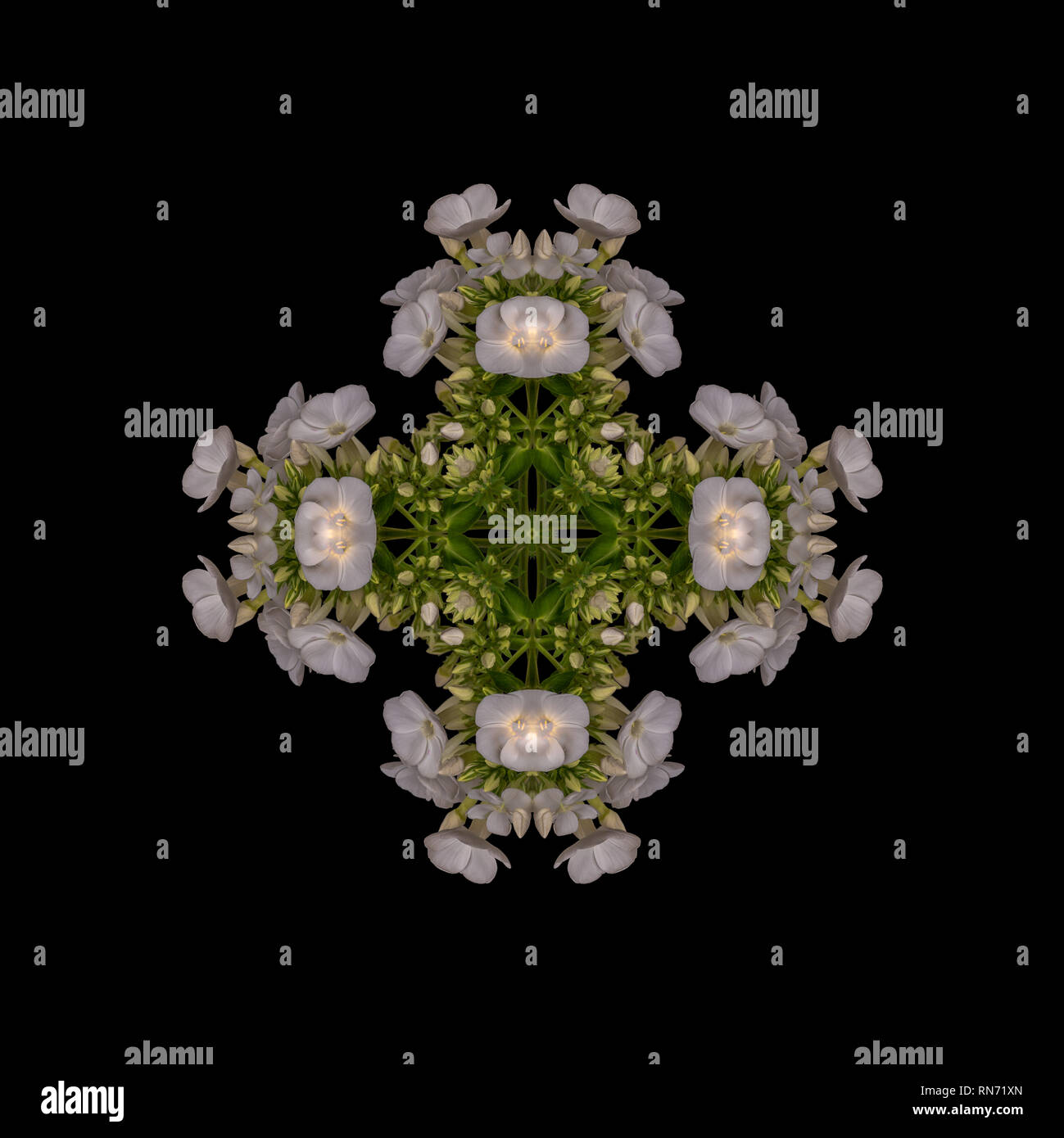 Fine Art Floral dekorativen geometrischen symmetrische Pastelltönen Pattern/Schmuck/Mandala aus Makros von Weiß Grün phloxs auf schwarzem Hintergrund Stockfoto