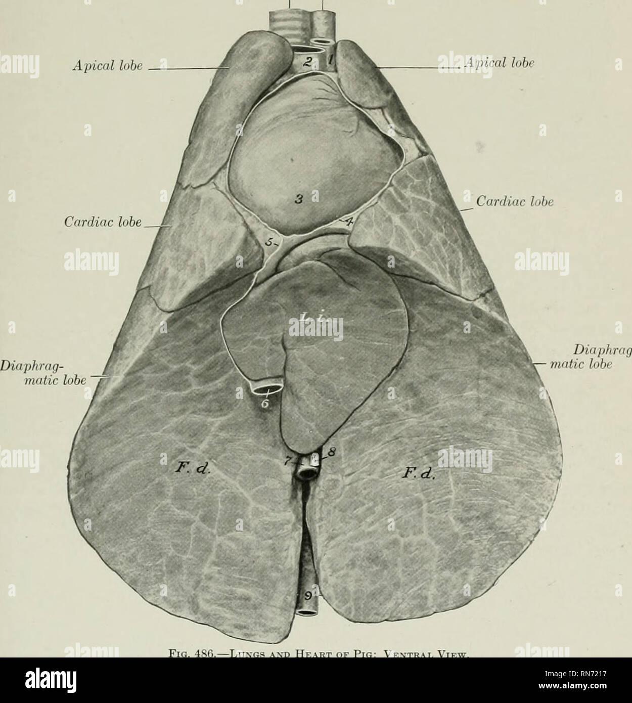 . Die Anatomie der Haustiere. Veterinär Anatomie. Der Thorax und der PLEURA - DIE LUNGE 547 DER THORAX und PLEURA Die Rippen sind im Allgemeinen stark in den meisten verbesserte Rassen gebogen, so dass der Brustkorb ist gerundet. Die Pleural sacs erweitern nach vorn in die erste Interkostalraum. Die Diaphragmatica Linie der pleural Reflexion beginnt oder ein wenig oberhalb der sternalen Ende des siebenten Rippe, und erstreckt sich in einem leichten Bogen bis über die Mitte der letzten Rippe, entlang der medial Gesicht, von denen es weiter. (Wenn ein 15. Rippe vorhanden ist - ein sehr häufig vorkommt - es wirkt sich nicht auf die Anordnung der Stockfoto