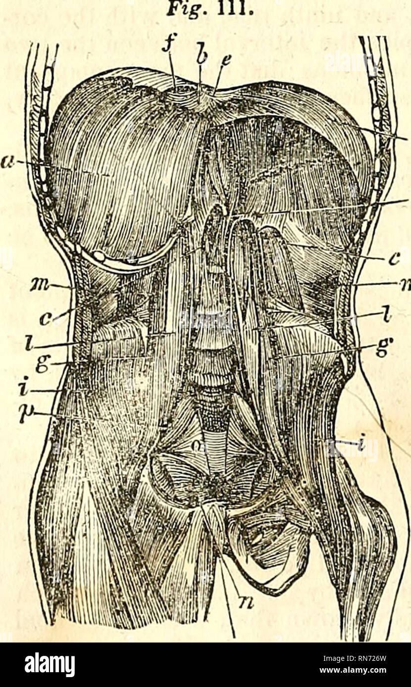 Die Anatomie Des Menschlichen Korpers Die Menschliche Anatomie Anatomie 212 Myology Die Pyramidalis Die Pyramidalis D Abb 110 Und Ein Kleiner Dreieckiger Muskel Oft Unzulanglich Ist Trade Boxes Kuchen Im