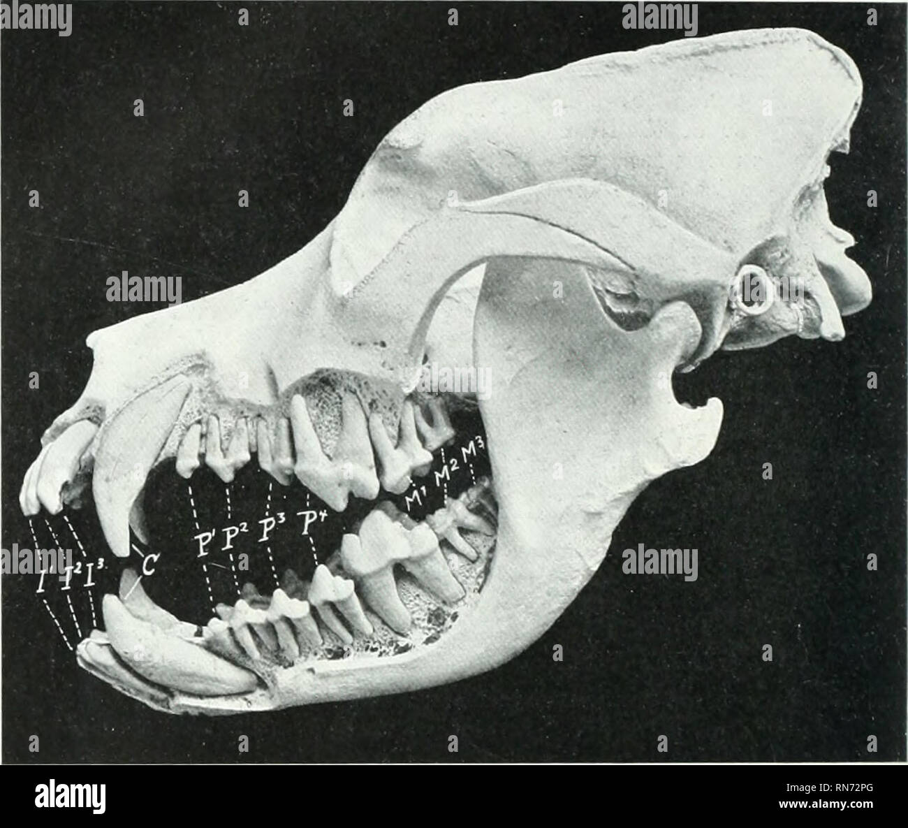 . Die Anatomie der Haustiere. Veterinär Anatomie. 494 DAS VERDAUUNGSSYSTEM DES HUNDES aus der Ecke Schneidezahn durch ein Intervall in whicli der unteren Eckzahn wird empfangen, wenn die Backen geschlossen sind." Der unteren Eckzahn liegt in der Nähe der Ecke Schneidezahn. Die Wurzel ist ungefähr einen Zoll (Ca. 2 bis 3 cm. lang) und ist seitlich abgeflacht. Die Wange Zähne sind in der Regel f, aber vom rassen Sie sind com monly zu y reduziert. und in extremen Fällen sogar zu*. Die Reduzierung erfolgt an einem Ende oder an beiden Enden der Serie." Der erste Zahn nur einmal erscheint. Die vierte Zahn in der oberen Zeile und der f Stockfoto