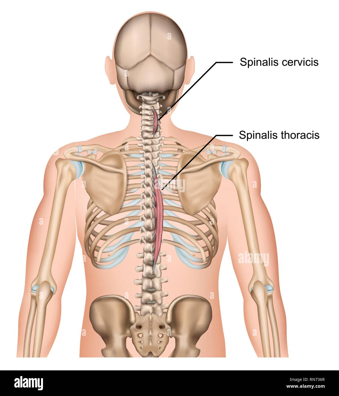 Spinalis Muskel 3d Vektor Illustration auf weißem Hintergrund Stock Vektor