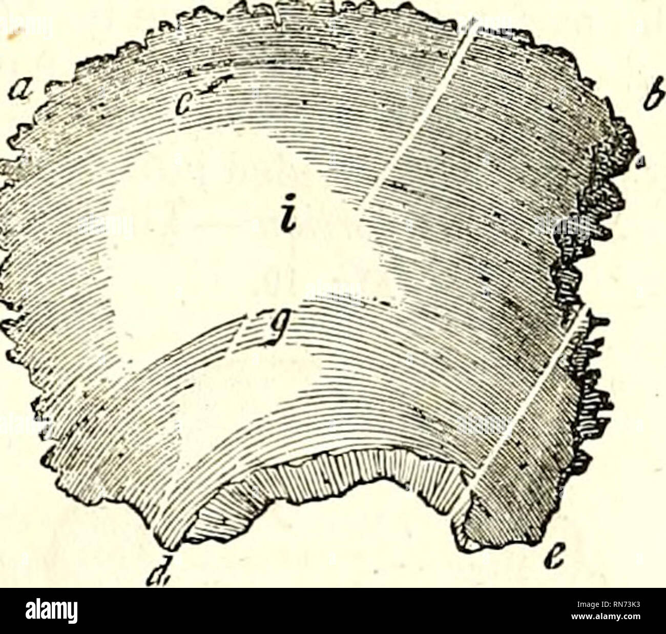 . Die Anatomie des menschlichen Körpers. Die menschliche Anatomie