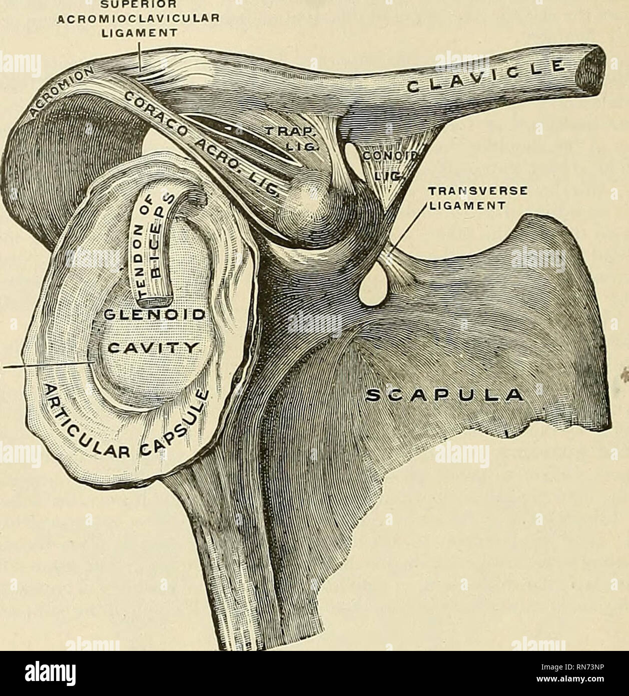 . Anatomie, beschreibende und angewendet werden. Anatomie. 300 Die ARTIKULATIONEN, oder Gelenke die Kapsel der Schulter - Gemeinsame anstatt in die coracoid Process, es wird zwischen diesen beiden Bands, und die dazwischen liegenden Teil ist dann mangelhaft. Die Superior quer oder N. suprascapularis Ligament (leuchtet/amentum transversum Schulterblatts swperius) (Abbn. 245 und 246) konvertiert die N. suprascapularis Kerbe in einem. Abb., 245.- rechten Schlüsselbein und Schulterblatt mit Ligament, aus ohne und etwas vor. (Spalteholz.). Bitte beachten Sie, dass diese Bilder aus gescannten Seite Bilder, die digital wurde verbessert haben extrahiert werden Stockfoto