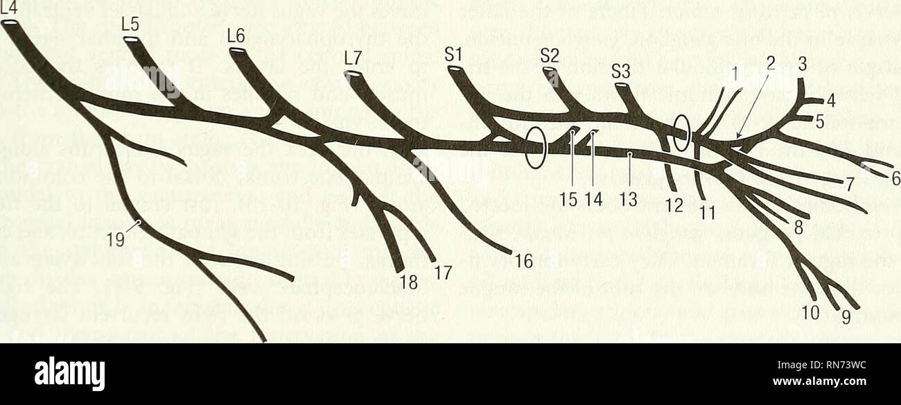 Nervio pectoral lateral Fotos und Bildmaterial in hoher Auflösung Alamy