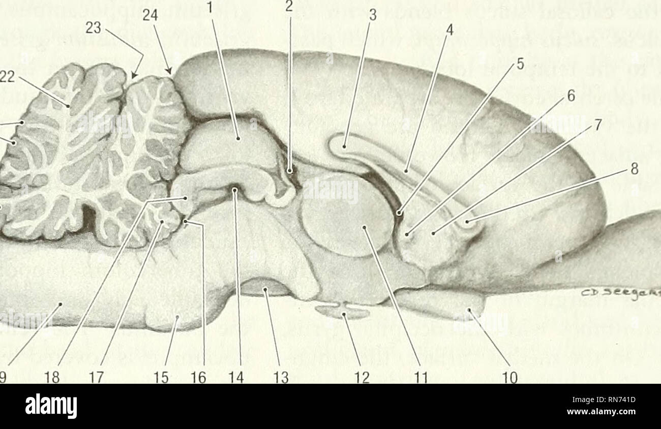 . Anatomie der waldmurmeltier (Marmota Monax). Waldmurmeltier; Säugetiere. Kapitel 10 - Zentrales Nervensystem 149. 19 18 17 15 16 14 13 Abb. 10-4. Gehirn, mittlere Partie. 1 rostralen Colliculus, 2 Zirbeldrüse Aussparung, 3 splenium des Corpus callosum, 4 Stelle des Corpus callosum, 5 Interventrikulären Für., 6 rostralen Commissure, 7 telencephalic Septum, 8 genu des Corpus callosum, 9 Bulbus olfactorius, 10 optic Chiasma, 11 interthalamic Haftung, 12 Hypophyse, 13 zerebrale cms, 14 mesencephalic Aquädukt, 15 Pons, 16 rostralen medullary Velum, 17 lingula, 18 kaudale Colliculus, 19 myelencephalon, 20 Knötchen, 21 folia, 2 Stockfoto