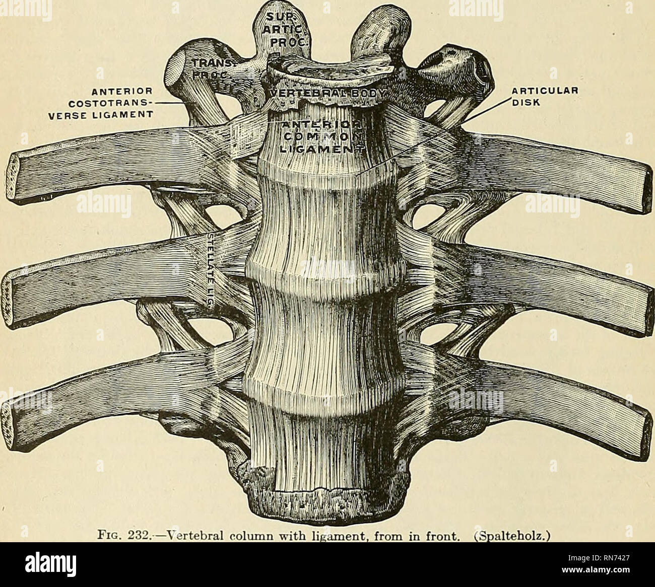 . Anatomie, beschreibende und angewendet werden. Anatomie. 282 Die ARTIKULATIONEN, ODER GELENKE VI. Spielweisen der Rippen mit der Wirbelsäule oder der Gelenke (Articulationes Costovertebral Costovertebrales). Die artikulationen der Rippen mit der Wirbelsäule kann in zwei Sätze: (1) Diejenigen, die die Köpfe der Rippen mit den Körpern der Wirbel - costocentral verbinden. unterteilt werden. (2) Diejenigen, die den Hals und tuberkel der Rippen mit den quer liegenden Prozesse verbinden - costotransverse. 1. Costocentral Artikulationen (Articulationes Capitulorum) (Abbn. 232 und 233). Diese bilden eine Reihe von arthrod Stockfoto