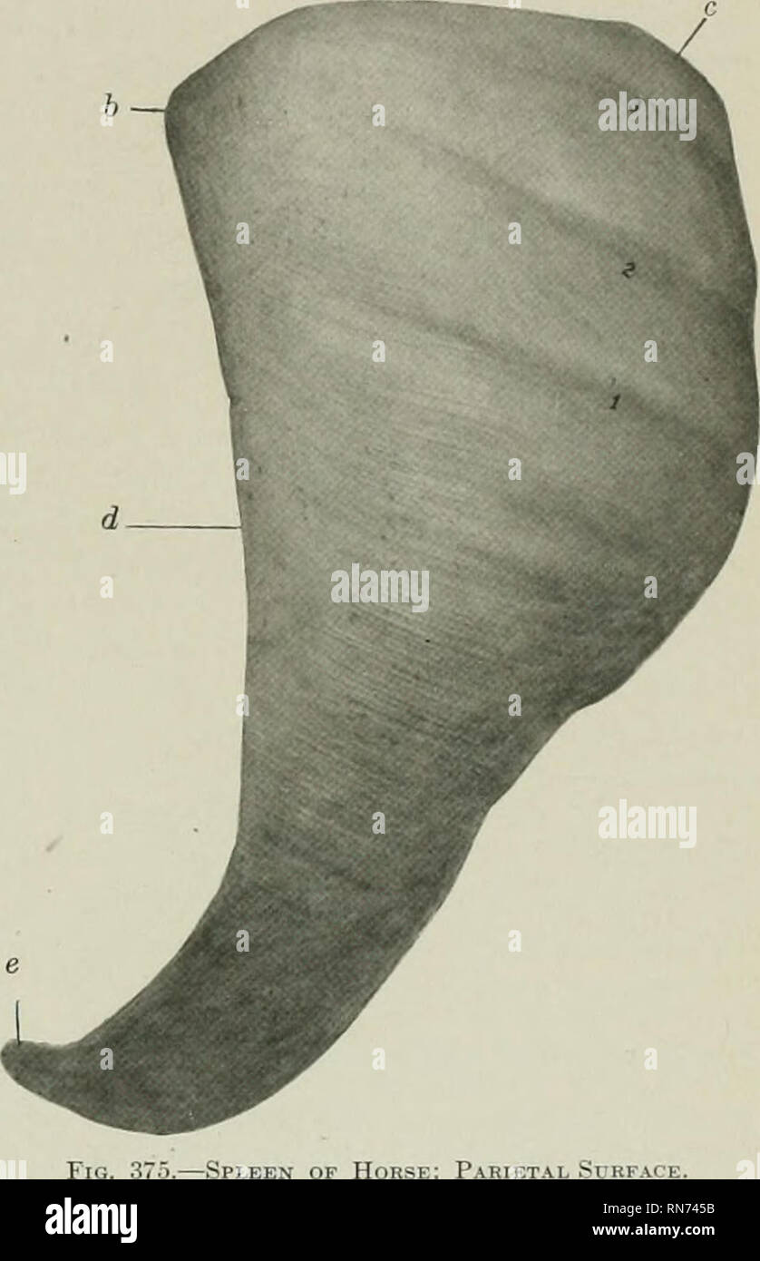 . Die Anatomie der Haustiere. Veterinär Anatomie. Die MILZ 4139 portal Kanäle Der interlol) ular Gewebe. Die Zweige der Pfortader (Vente interlobulares) abgeben intraloliular Zweige, die form Plexus der Kapillaren in den Läppchen und Anlass zu einer zentralen Vene (Vena Centralis). Die interlol) ular Äste der A. hepatica (Rami arteriosi interlobulares) sind relativ klein. Sie liefern hauptsächlich (wenn nicht ausschließlich) die interlobular Gewebe, die Kapsel, und die Wände der Blutgefässe und Kanälen. Die hepatische Venen" (Vente hepaticse) leer in die hinteren Vena Stockfoto
