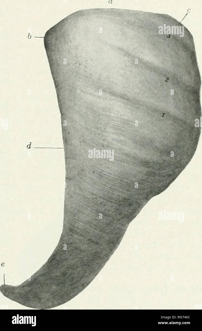 . Die Anatomie der Haustiere. Veterinär Anatomie. Die MILZ 439 portal Kanäle Der interlobular Gewebe. Die Zweige der Pfortader (Venae interlobulares) abgeben intralobular Zweige, die form Plexus der Kapillaren in den Läppchen und Anlass zu einer zentralen Vene (Vena Centralis). Die interlobular Äste der A. hepatica (Rami arteriosi interlobulares) sind relativ klein. Sie liefern hauptsächlich (wenn nicht ausschließlich) die interlobular Gewebe, die Kapsel, und die Wände der Blutgefässe und Kanälen. Die hepatische Venen' (eniB Hepaticae) leer in die hinteren Vena ca Stockfoto