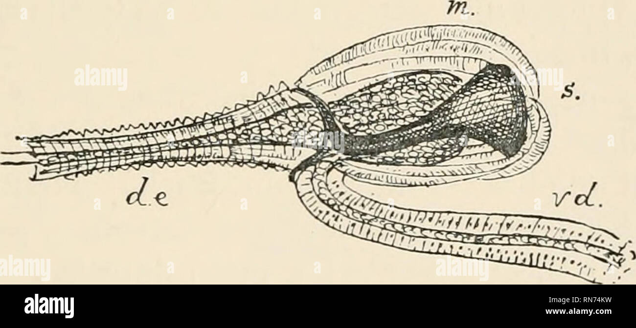 . Der Anatomie, Physiologie, Morphologie und Entwicklung der Schlag-fly (Calliphora erythrocephala) eine Studie, die in der vergleichenden Anatomie und Morphologie von Insekten; mit Platten und Illustrationen direkt ausgeführt, die von den Zeichnungen des Autors;. Schmeißfliegen. Interne generativen ORGANE DER MÄNNLICHEN. 665 Die Ejakulatorische Sac und Kanal (Abb. 91) unterscheiden sich von der Teile bereits in einer dicken cuticular Intima-media beschrieben; diese Exponate oft eine bemerkenswerte sclerite in der Wand des ejacu - Latory sac, welche Formen der inneren Ende des Ductus ejaculatorius. Im Blow-fliegen die Ejakulatorische sac ist in fo eiförmig Stockfoto