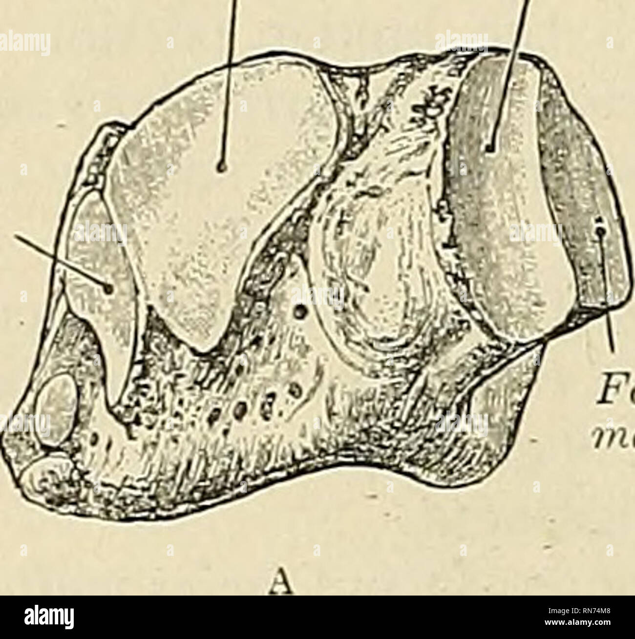 . Anatomie, beschreibende und angewendet werden. Anatomie. 246 spezielle ANATOMV DES SKELETTS von eine tiefe Rille auf der unter der Oberfläche, für die Sehne des Peroneus longus Muskel. Es stellt für die Prüfung sechs Oberflächen, drei Gelenk- und drei nonarticular. Die nonarticular Oberflächen sind die DORSALE, plantar und externe. Der dorsalen Oberfläche, nach oben gerichtete und nach außen, ist rau, für die Befestigung von zahlreichen Bänder. Die plantar Oberfläche stellt vor eine tiefe Rille, die Peronaeus Nut (Sulcus m. peroiiei loncji), die schräg aus ohne, vorwärts läuft und nach innen; es bringt die Sehne des P Stockfoto