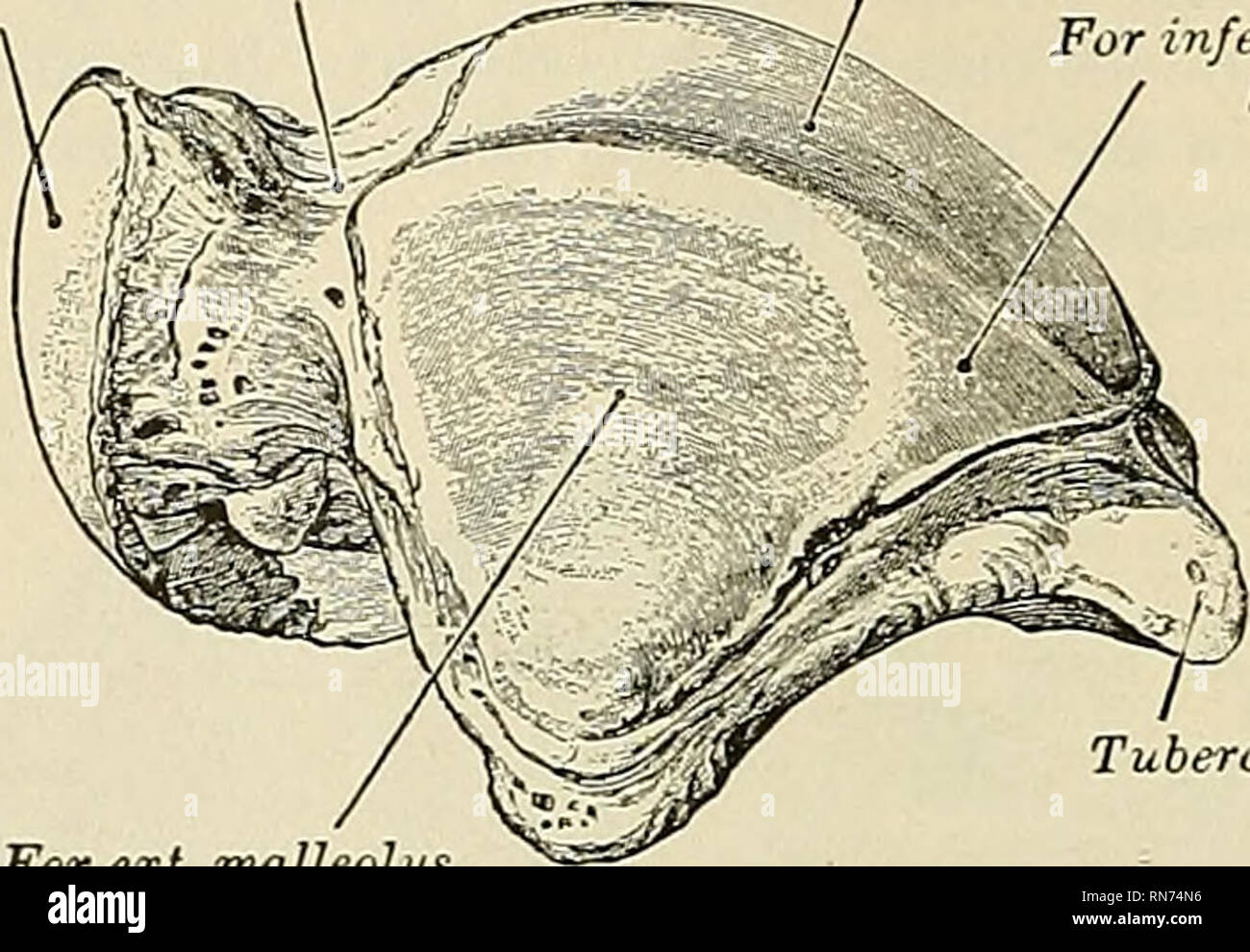 . Anatomie, beschreibende und angewendet werden. Anatomie. 244 SPEZIELLE ANA TOMY DES SKELETTS Artikulationen.- Mit zwei Knochen - Die tragant und Quader. Befestigung der Muskeln. - Zu acht, Teil der TibiaHs posticus, die tendo Achilhs, Plan-taris, Abductor hallucis, Entführer minimi seiner antireflektiven, Flexor digitorum Brevis, Flexor accessorius und Extensor digitorum Brevis. Für karpalknochen Hals eine Sup. Oberfläche, für Tibia' Für minderwertige tibiofibular Ligament. Für ext. malleolus Für int. malleoUu Sup. Oberfläche, Pelz tihia Nut für Flexor longus. ^ hallucis Für minderwertige calcaneo Strahlbein ligament Mittlerer calcaneal Facette Stockfoto