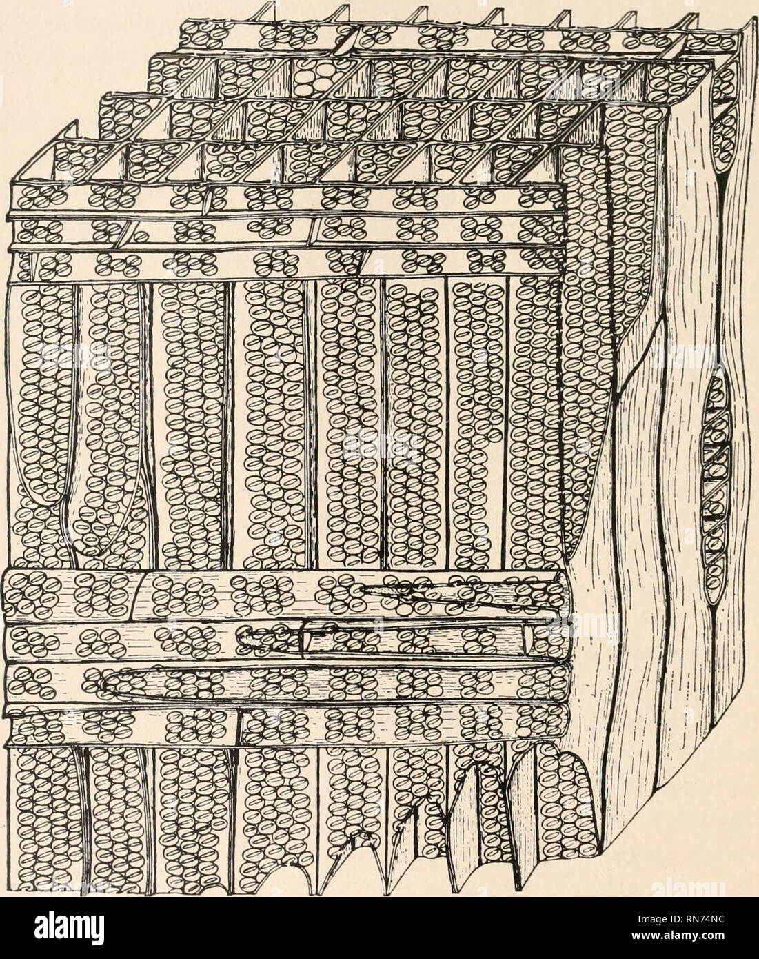 . Die Anatomie der Gehölze. Botanik - Anatomie. 28 DIE ANATOMIE von GEHÖLZEN und tertiären war noch nicht in das paläozoikum Alter gebildet. Es wurde vorgeschlagen, dass die Funktion der tangentialen Gruben im Sommer Holz ist die schnelle Versorgung mit Wasser zu den. Abb. 22.- Wald von gymnosperm Cordaites Paläozoikum. Erläuterung im Text Kambium, oder Zone des Wachstums, in das Wiedererwachen des Lebens im Kofferraum nach dem Winter. Es ist zulässig, auch die höheren mechanischen Wirkungsgrad, markiert den Sommer Holz von Bäumen, die jahresringe als Vorteil, bei resistin zu interpretieren Stockfoto