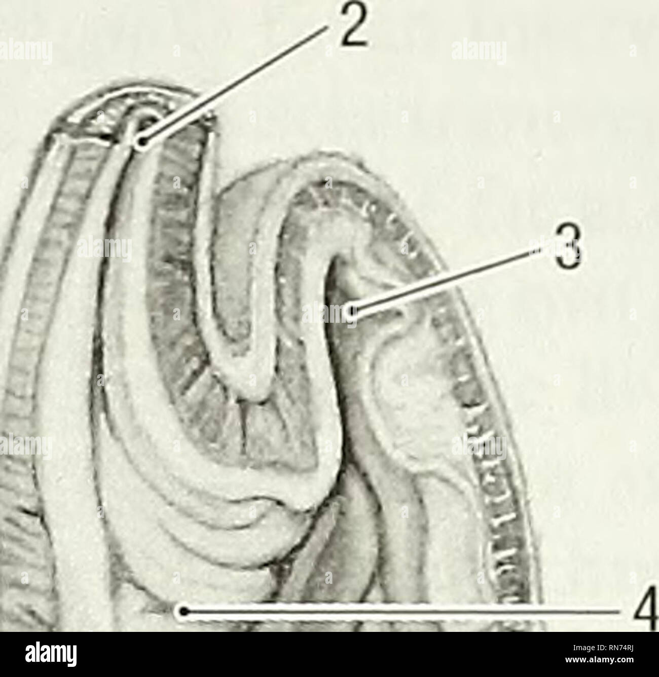 . Anatomie der waldmurmeltier (Marmota Monax). Waldmurmeltier; Säugetiere. /I 8 -^. i i r. /W V I Abb. 5-6. Magen, Längsschnitt. 1 Zwölffingerdarm, 2 Speiseröhre 3 Fundus des Magens, 4 Herz Teil des Magens, 5 Körper des Magens, 6 ventrikuläre Groove, 7 pyloric Antrum, 8 pyloric Kanal. 9 Papilla duodeni major. Die Mitte des Halses liegt quer zur Luftröhre. Die zervikalen Ösophagus in den Thorax dorsal der Luftröhre. Auf der linken Seite der linken Gemeinsame ca-rotid Arterie, vagosympathetic Trunk, interne jugu - lar Vene und luftröhren Leitung liegt in der Winkel zwischen der Speiseröhre und lon Stockfoto