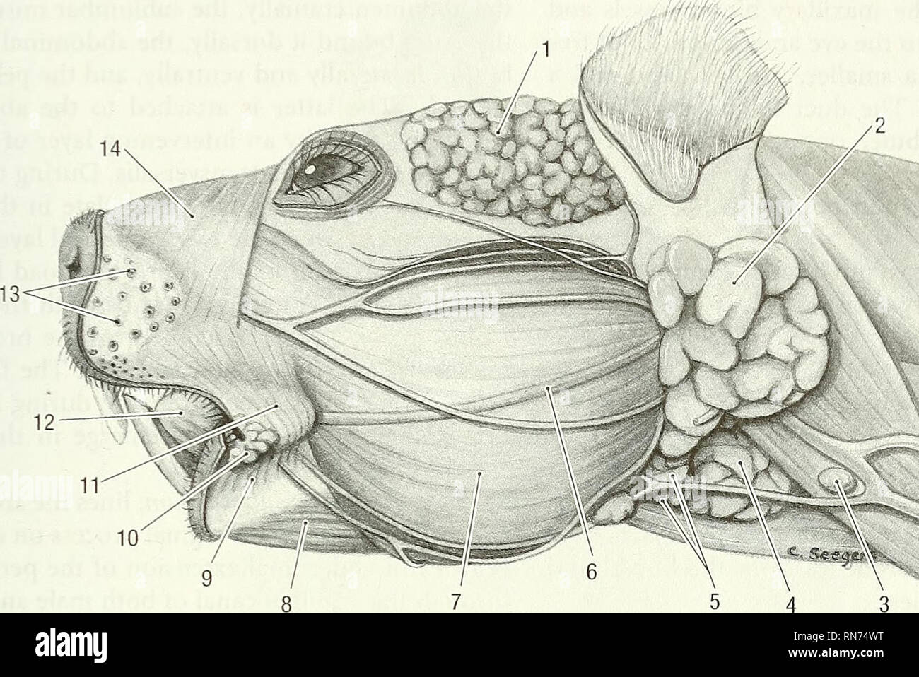 Anatomie Der Waldmurmeltier Marmota Monax Waldmurmeltier Saugetiere Kapitel 5 Verdauungssystem 85 J Abb 5 4 Kopf Seitenansicht 1 Zeitliche Druse 2 Glandula Speicheldrusen 3 Mandibularen Lymphknoten 4 Mandibularen Speicheldrusen 5