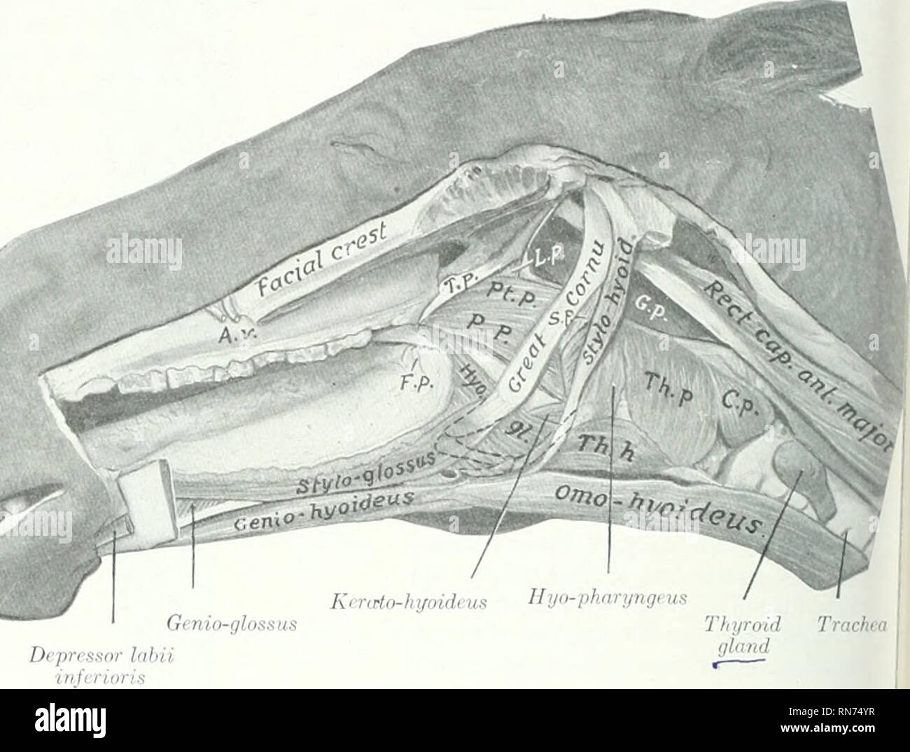 . Die Anatomie der Haustiere. Veterinär Anatomie. 392 VERDAUUNGSSYSTEM DES PFERDES, Letztere werden durch Krypten antl geprägt, die im wesentlichen aus einer Masse von lymphoidem Gewebe bestehen; sie sind Kno^^ l als mehrsprachiges Follikel (Folliculi lingualcs), und zusammen genommen bilden der lingualen Tonsille genannt. Die mehrsprachigen Drüsen (Glandulte Linguales) bilden eine dicke Schicht in der losen submuköse Gewebe und auch zwischen den Muskel Bundles liegen. Schleimdrüsen sind auch in founil jnirt des dorsum und die Seiten der Zunge. Die mehrsprachigen Muskeln (jIm. lingute) können in einer intrinsischen und extri aufgeteilt werden Stockfoto