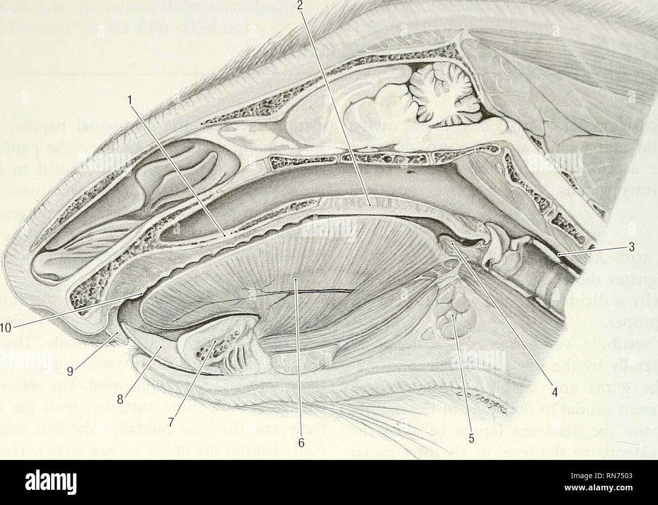 . Anatomie der waldmurmeltier (Marmota Monax). Waldmurmeltier; Säugetiere. 82 Anatomie der Waldmurmeltier, Marmota Monax. Abb. 5-1. Sagital Abschnitt des Kopfes, medial anzeigen. 1 harten Gaumen, 2 weichen Gaumen, 3 Speiseröhre 4 Pfälzer Tonsillen, 5 Mann - dibular Speicheldrüsen, 6 Zunge, 7 mandibulären Symphyse, 8 unteren Schneidezähne Zahn, 9 oberen Schneidezahn Zahn, 10 prägnanten Papille. die Zunge. Fungiform Papillen tragen Gaumen. Die vallate Papillen, Papillen valatae, gehören zu den wichtigsten der lingualen Papillen. Sie messen etwa 6 mm im Durchmesser und besteht aus einem zentralen, angehobene Teil, umgeben von einem Wassergraben. Ther Stockfoto