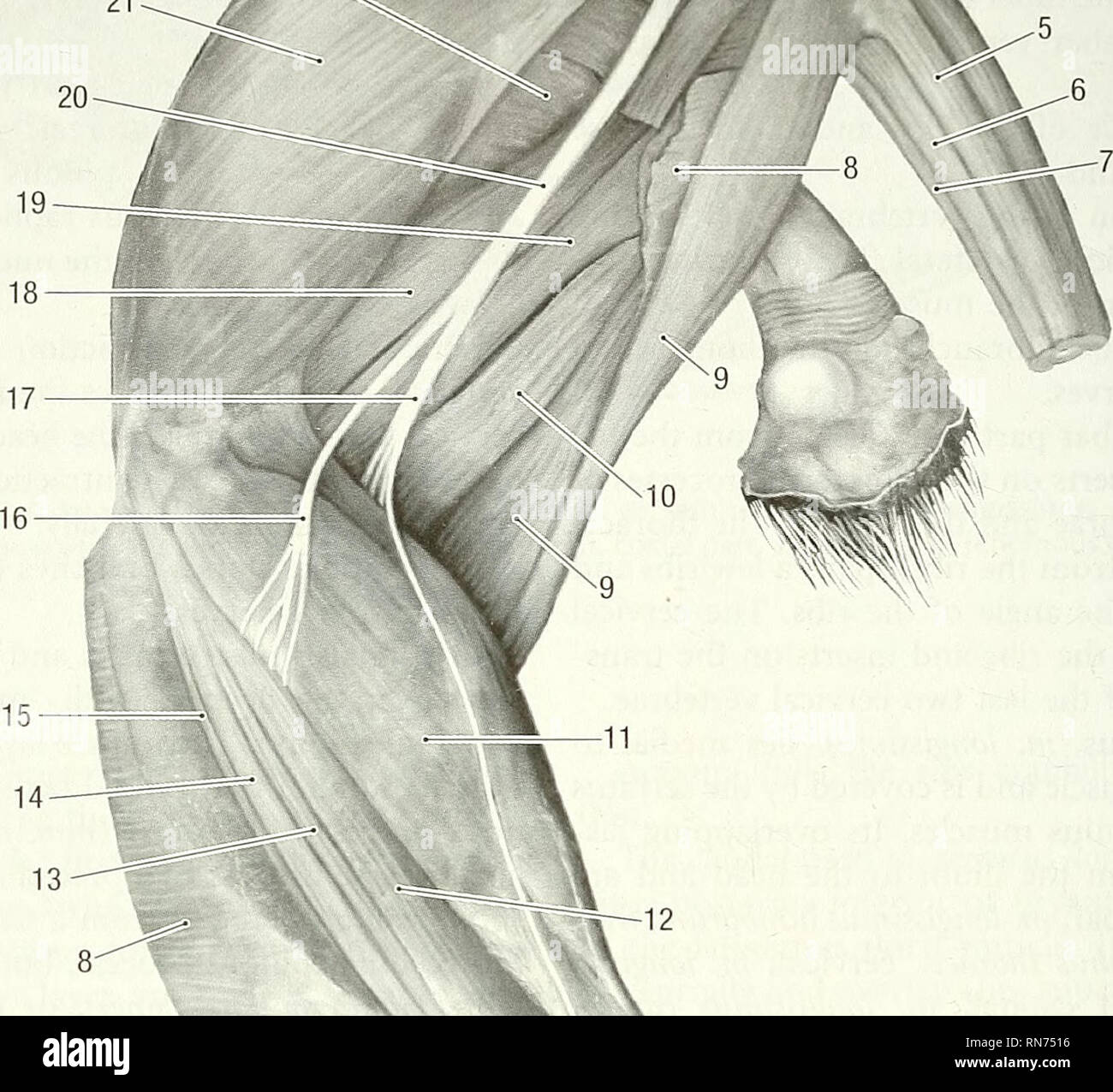 . Anatomie der waldmurmeltier (Marmota Monax). Waldmurmeltier; Säugetiere. &Gt;/Abb. 4-14. Becken- glied der weiblichen, Seitenansicht. 1 Mitte gluteal m., 2 oberflächliche Gluteus m. (Cut), 3 piriform m., 4 dorsomedial sacrococaudal m., 5 dorsolateralen sacrococaudal m., 6 ventrolateal sacrocaudal m., 7 ventromedial sacrocau - Dalis m. biceps femoris, 8 m. (Cut), 9 semitendinosus semimembranosus m., 10 m, 11 m. Gastrocnemius, 12 seitliche Kopf tiefer Digitale flexor m., 13 Lange digitale Extensor m., 14 peroneus Longus m., 15 kraniale Schienbeinkopf m., 16 nn. n., 17 Tibia n., 18 Ordnungsgemäße Adduktoren m., 19 femoral Teil Stockfoto