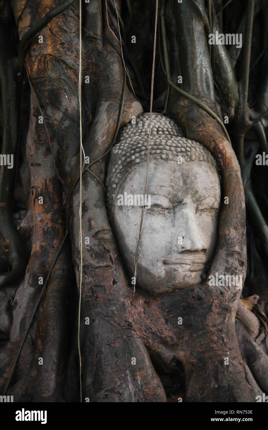 Buddha Kopf im Baum, Ayutthaya Stockfoto