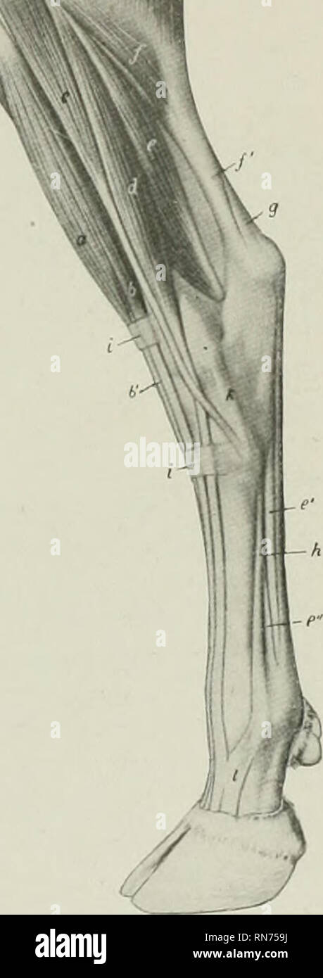 . Die Anatomie der Haustiere. Veterinär Anatomie. Muskeln des Beines und Fußes 357 Der tibialis anterior ist kleiner, und entsteht durch zwei Köpfe. Die größeren Kopf Federn aus dem seitlichen Oberfläche der tuberosity und Kamm der Tibia; der seitliche, kleinere (M. extensor hallueis Longus), ergibt sich aus dem oberen Teil der seitlichen iw"^ Ich. Abb. 310.- Muskeln von Bein und Fuß op Ox Links; Antehior Anzeigen. a, Peroneus tertius; a', tibialis anterior; b, lange Digitale extensor; 6', extensor seiner antireflektiven Motivteilen; c, peroneus loHgiis; d, extensor seiner antireflektiven Quarti; Ich, Ich, ringförmige liga-rungen; k, seitliche Ligament Stockfoto