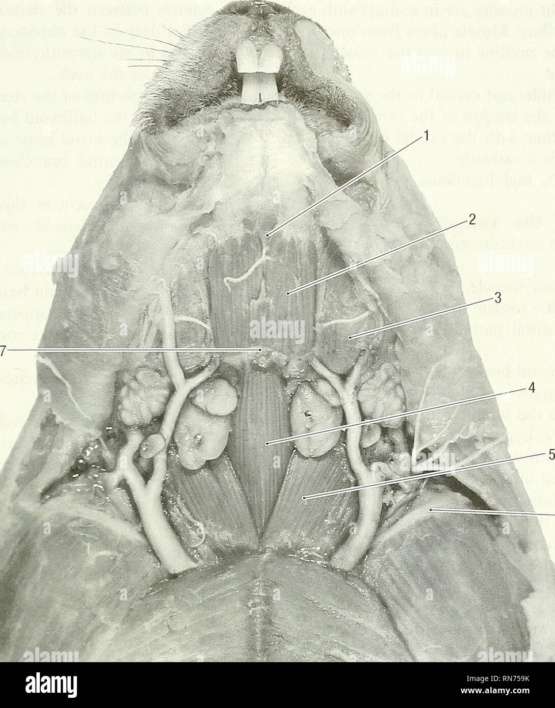 . Anatomie der waldmurmeltier (Marmota Monax). Waldmurmeltier; Säugetiere. Kapitel 4 - Die Muskulatur 51. Abb. 4-4. Mitte Muskelschicht des ventralen Hals, ventrale Ansicht. 1 mylohyoid m., 2 rostralen Bauch des digastric m., 3 -kaumuskeln m., 4 m., 5 sternohyoid stemocephalic m., 6 linken Schlüsselbein, 7 faserige Schnittpunkt zwischen der rostrale und kaudale Bäuche Der digastric m. der indonesischen Regierung Prozess des basisphenoid Knochen und von der Lateralis Knochen. Kuvertierung: Auf der Fossa pterygoidea und am medialen Aspekt des kantigen Prozess des Man-dible. Aktion: Gemeinsam handeln Sie die Backen schließen, und Handeln unilatera Stockfoto