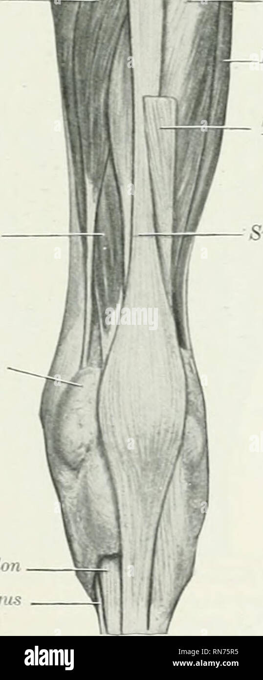 . Die Anatomie der Haustiere. Veterinär Anatomie. Flexor hallucis Tasche der Gelenkkapsel tiefe Beugesehne-Sehne von flexor Digitalis longus. Seitliche Leiter der Gastrocnemius Stiperficial digitale flexor lateralen Kondylus des Femur Seitliche, dabei ist das schienbein Ligamentum Laterale condylus der Tibia Tibialis posterior Lateral digital Streckmuskelsehne der Gastrocnemius oberflächliche Beugesehne Abb. 29 S. - die Muskeln der rechten Bein des Pferdes. Tiefe Dissektion -; Hintere Ansicht. Don. Die LATT" r empfängt die Sehne des Tibialis posterior, steigt in der fußwurzel Groove, gebunden - wn durch den starken plantar ringförmige li Stockfoto