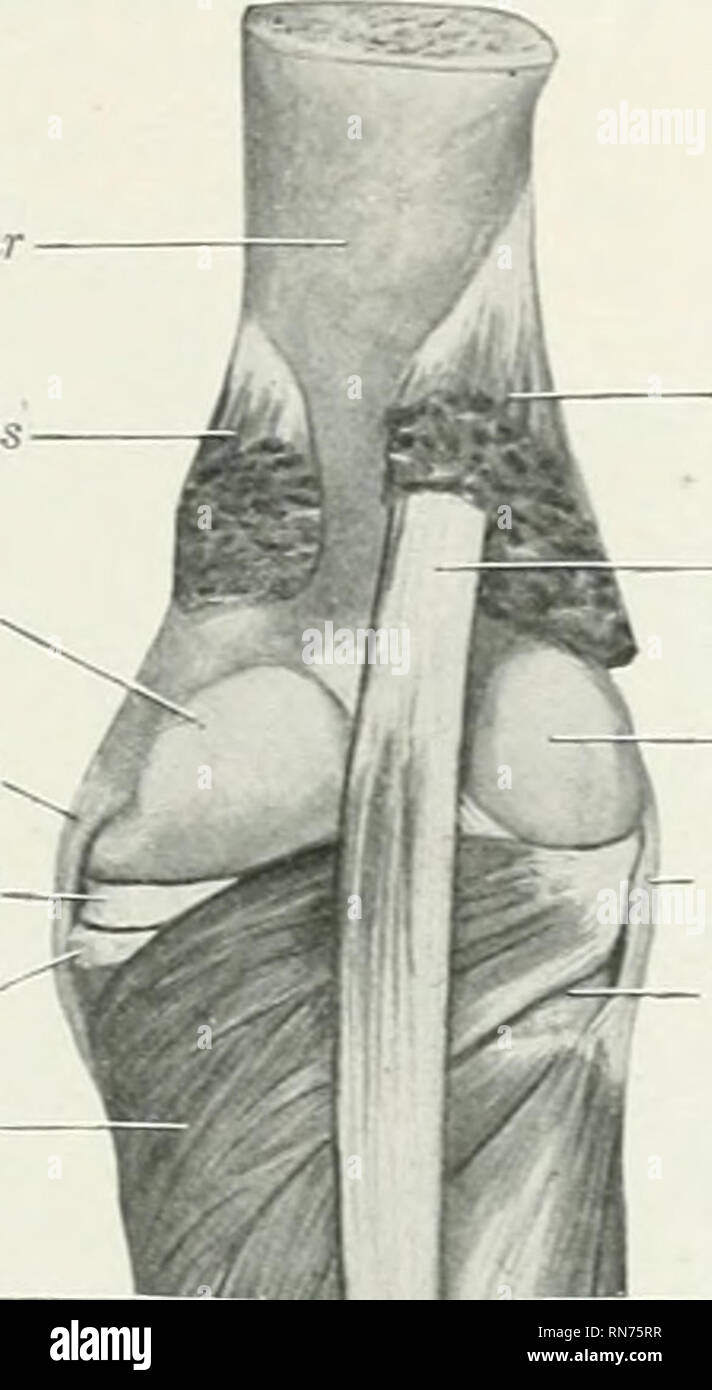 . Die Anatomie der Haustiere. Veterinär Anatomie. Die Muskeln des Beines und Fußes 341 mit den wichtigsten Sehne. (3) Die Tiefe der flexor Hallucis (M. flexor hallucis longus), ist die Größte. Es liegt an der hinteren Oberfläche des Schienbeins, aus dem pophteal Linie nach außen und nach unten. Der Bauch enthält viel tendi - nous Gewebe, und endet hinter dem cUstal Ende des Schienbeins auf eine starke Runde zehn-Welle offiiiiur Medial Leiter gastrocnemiits Medialen condylus der Oberschenkel Medial, dabei ist das schienbein Ligament medialen Meniskus medialen condylus von Tibia iligitalis PoplUeus Flexor longus. Flexo Stockfoto