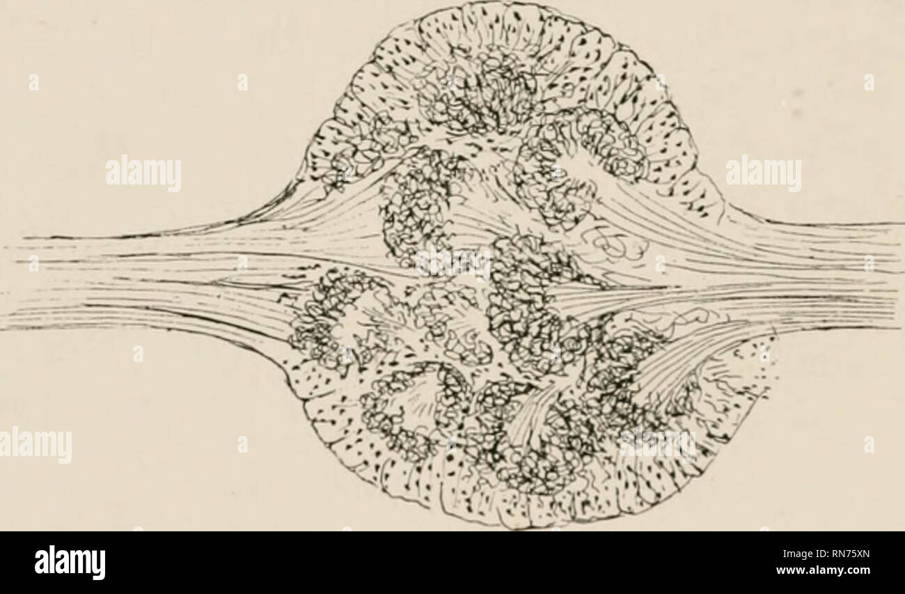 . Der Anatomie, Physiologie, Morphologie und Entwicklung der Schlag-fly (Calliphora erythrocephala) eine Studie, die in der vergleichenden Anatomie und Morphologie von Insekten; mit Platten und Illustrationen direkt ausgeführt, die von den Zeichnungen des Autors;. Schmeißfliegen. 468 DAS NERVENSYSTEM. 3. Die Oculo-Olfactory Bundle (PI. XXIX., Abb. 2) nach außen und nach hinten zu den thalamon. Es wurde zuerst von Yiallanes beschrieben. 4. Die Glosso-Olfactory Bündel hinunter zum infra-so-phageal Ganglienzellen. Die Medulläre Substanz Der antennal Ganglion hat eine sehr bemerkenswerte Struktur, genau, ähnlich wie in der Stockfoto