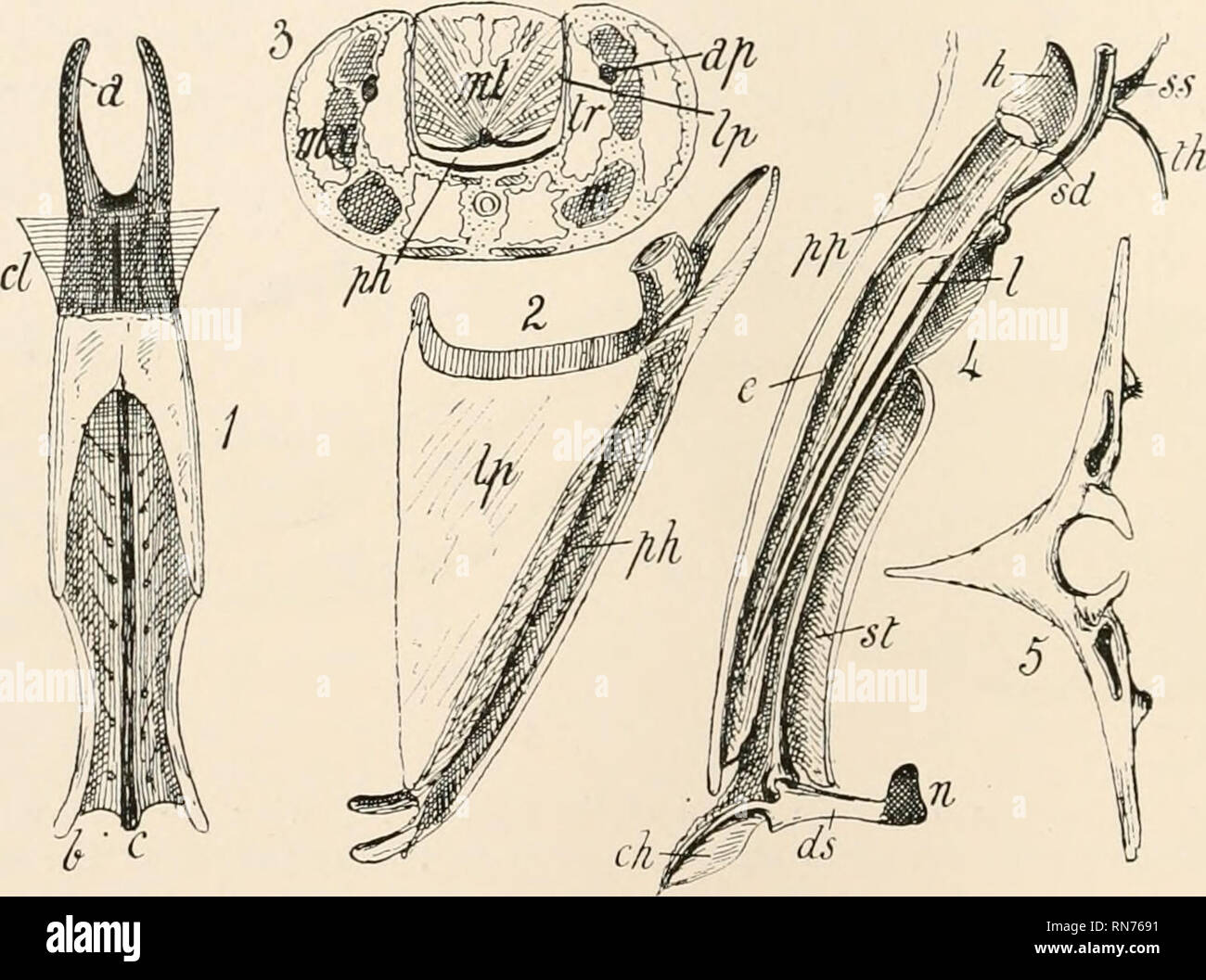 . Der Anatomie, Physiologie, Morphologie und Entwicklung der Schlag-fly (Calliphora erythrocephala) eine Studie, die in der vergleichenden Anatomie und Morphologie von Insekten; mit Platten und Illustrationen direkt ausgeführt, die von den Zeichnungen des Autors;. Schmeißfliegen. 136 DIE 1 NTEGUMENTAL SKELETT DER IMAGO-Marge. Die Kanten der Cleft-kinder sind kontinuierlich mit den Margen der Nut in der theka, und sind so weit wie der Rand der Disc durch eine bemerkenswerte Raupe und Kanal Gemeinsame - die Dicke Kante eines Lappens der Disc passt in eine entsprechende zylindrischen Kanal in die andere (Abb. 31). Die distale Oberfläche Stockfoto