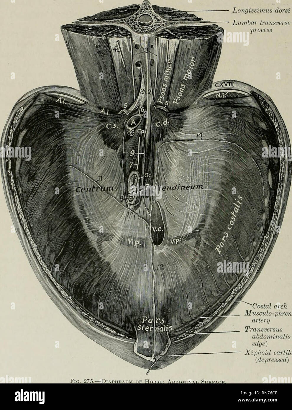 . Die Anatomie der Haustiere. Veterinär Anatomie. 286 FASCI. E UND MUSKELN DES PFERDES und 9 costal Knorpel zu dem Processus Knorpel. Von diesen Punkten der Ursprung der Fasern Kurve nach innen und nach vorne Die tendinous Zentrum zu verbinden." Die richtigen cms ist etwa doppelt so dick wie die Linke und auch länger. Sie entsteht durch eine starke Sehne Longissitnus dorsi Lumbalen quer. Rippenbogen Haltungs- und phrenic Arterie Transversus abdoininaUs (schnittkante) Processus Knorpel von Pferd; Abdominal- Oberfläche. Ventrale Längsband; 2, 2', Sehnen der crura; 3, Lenden sympathisch Amtsleitungen; J,, externa Stockfoto