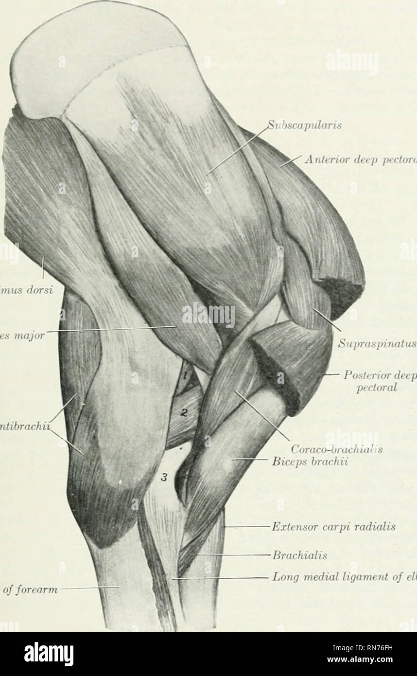 . Die Anatomie der Haustiere. Veterinär Anatomie. Die MUSKELN DER SCHULTER 301 Beziehungen.-seitlich, die SUBSCAPULARIS, die Positionen, die Sehne des iascrtion des latissimus Dorsi und der humerus, medial, die tiefe Brust; in Front, der Bizeps. Die anteriore Zirkumflex Arterie und der Nerv zum bizeps Pass zwischen den beiden Teilen, oder zwischen der Muskulatur und der Knochen und der A. brachialis Schiffe liegen an der hinteren Grenze des Muskels. ubscapularis Anterior deep Pektorale Tensor fascia, Faszie tief ein. Teres major Exteyisor carpi radialis rachialis Ong medialen Ligaments o Stockfoto