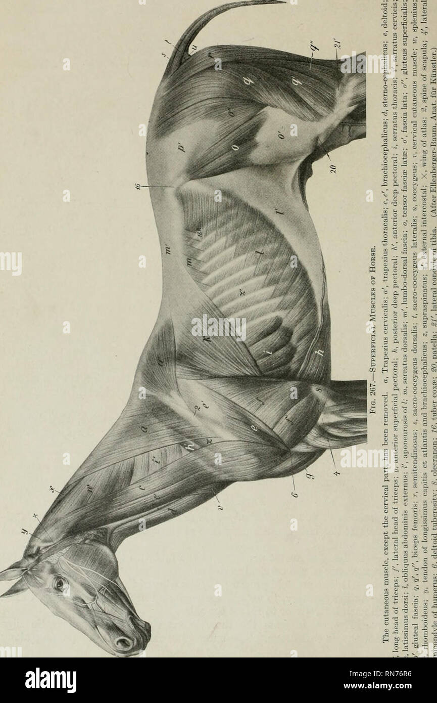 Pferd Anatomie Muskeln Fotos Und Bildmaterial In Hoher Aufl sung Alamy pferd-anatomie-muskeln-fotos-und-bildmaterial-in-hoher-aufl-sung-alamy