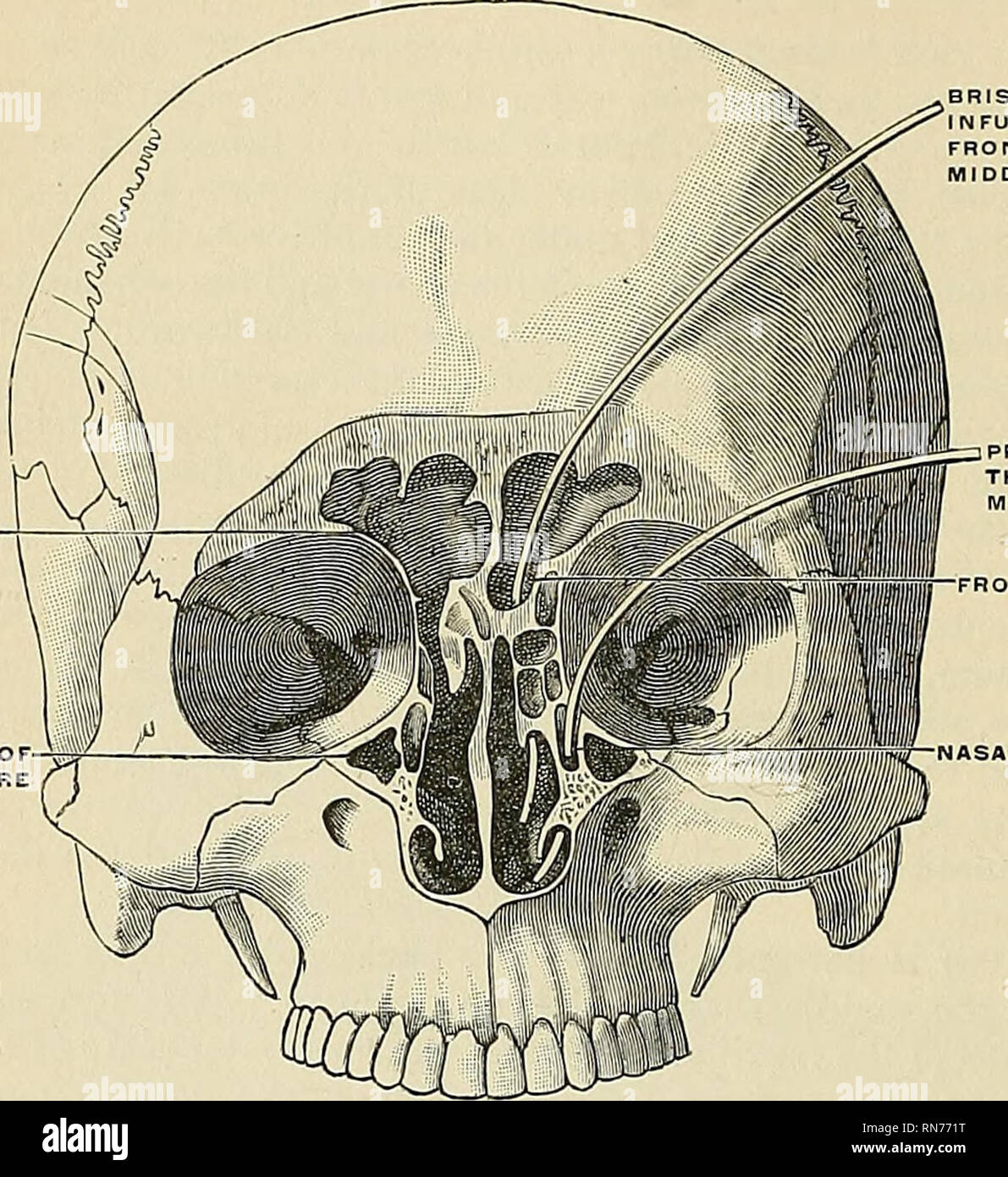 . Anatomie, beschreibende und angewendet werden. Anatomie. 140
